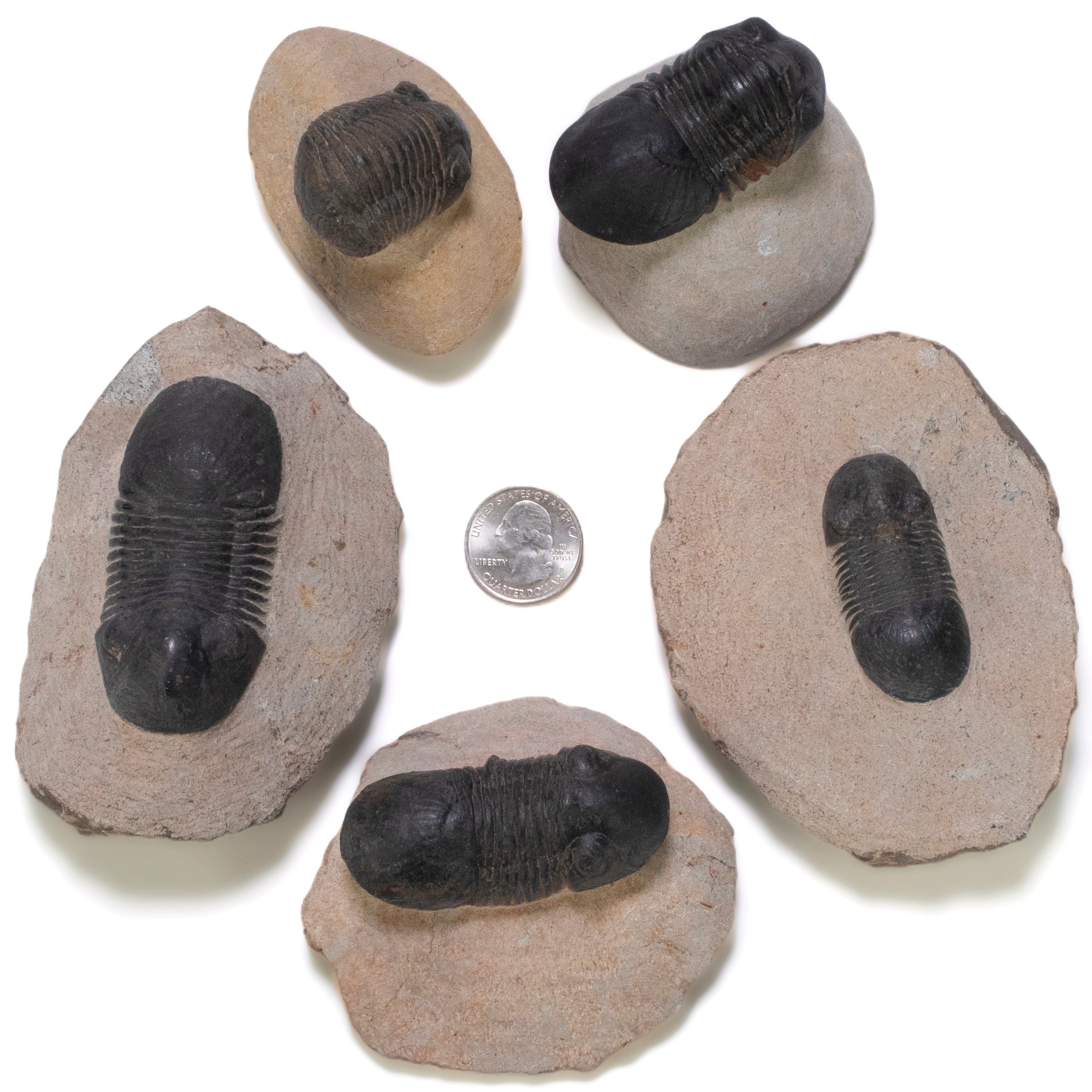 Kalifano Fossils & Minerals Paralejurus Trilobite in Matrix from Morocco TR600-PAR