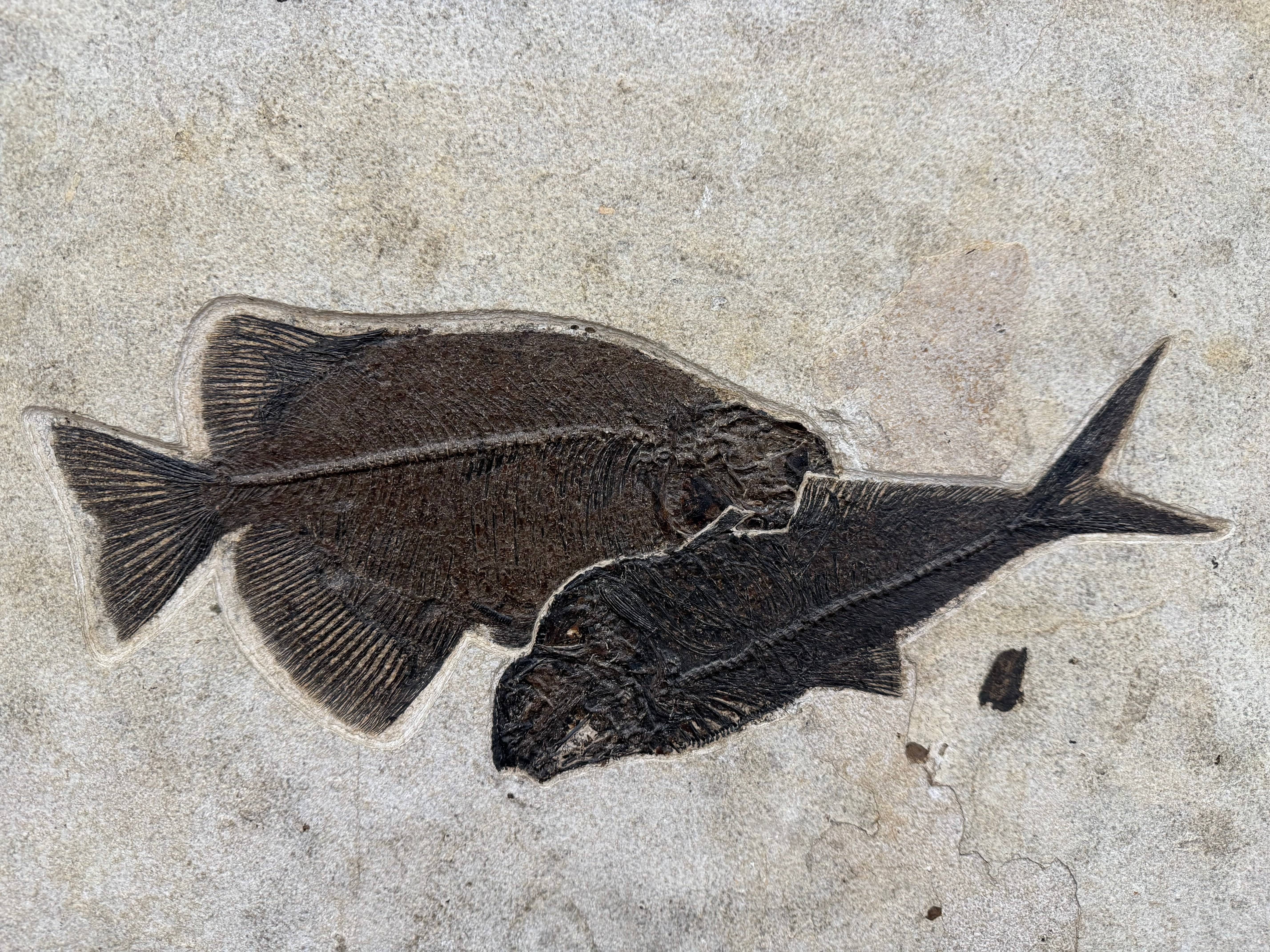 Phareodus & Diplomystus Dentatus Fish Fossil - Wyoming