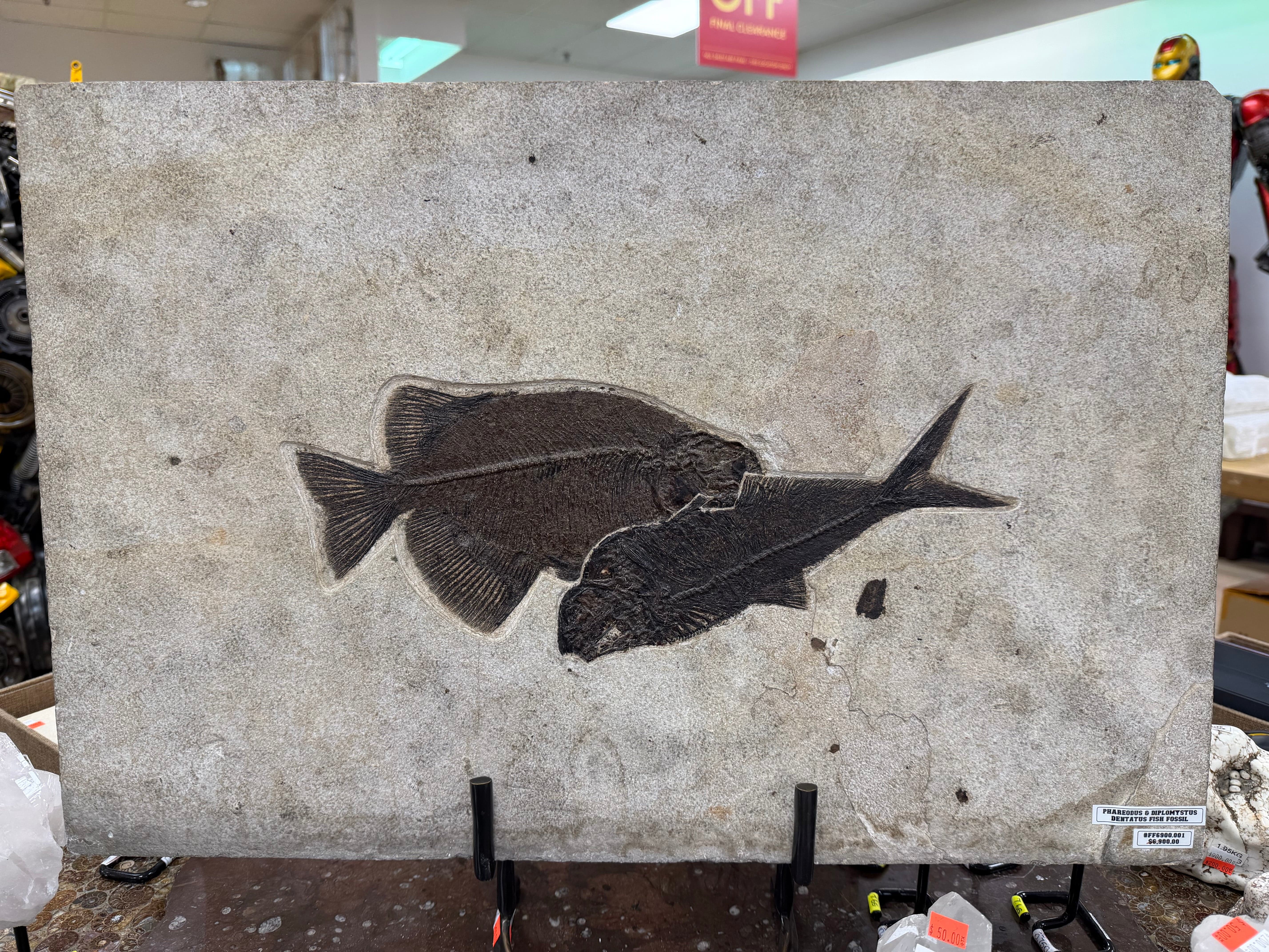 Pasalidognathus modestus　69mm 62mm Phareodus & Diplomystus Dentatus Fish Fossil - Wyoming