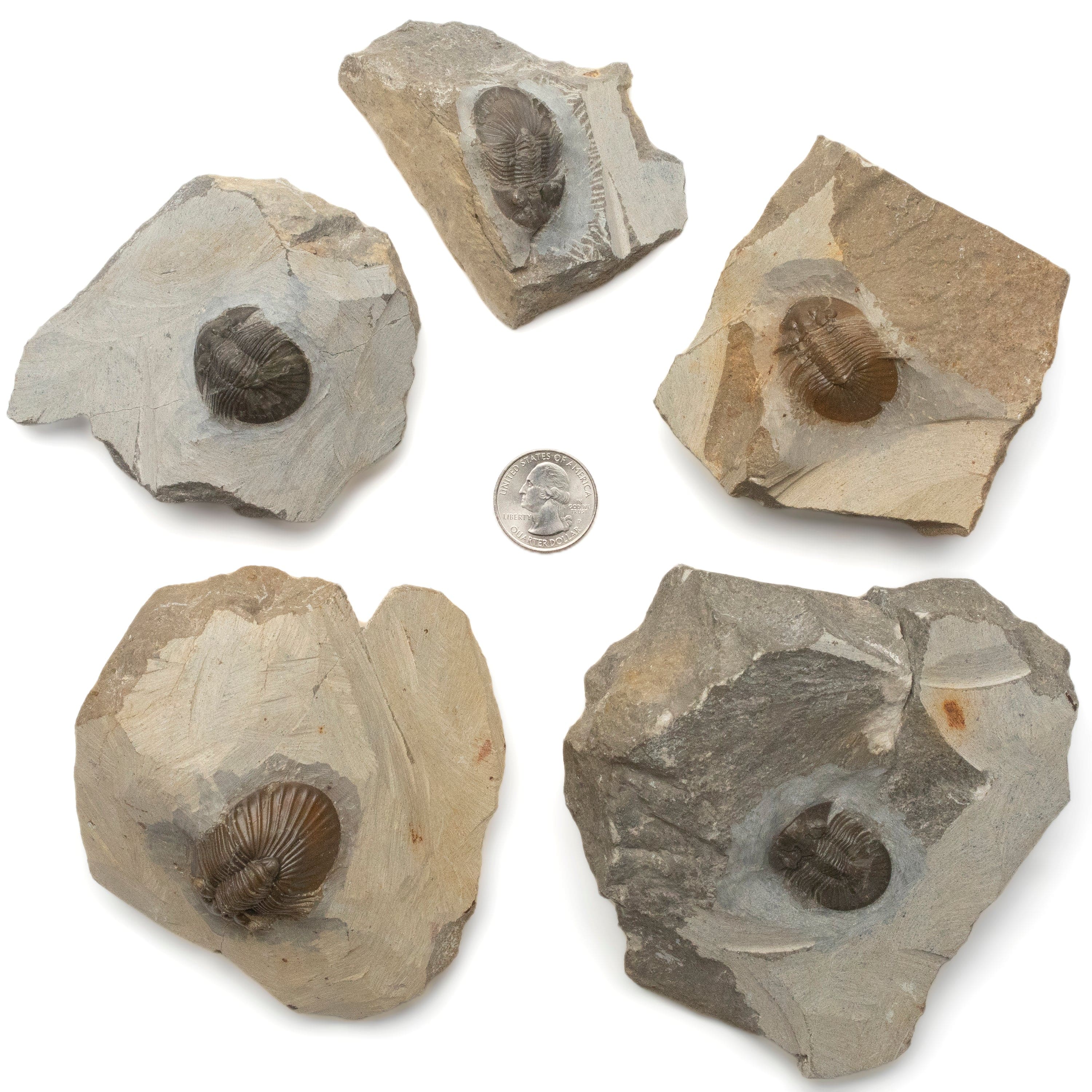 Kalifano Fossils & Minerals Scabriscutellum Trilobite in Matrix from Morocco TR600-SCA