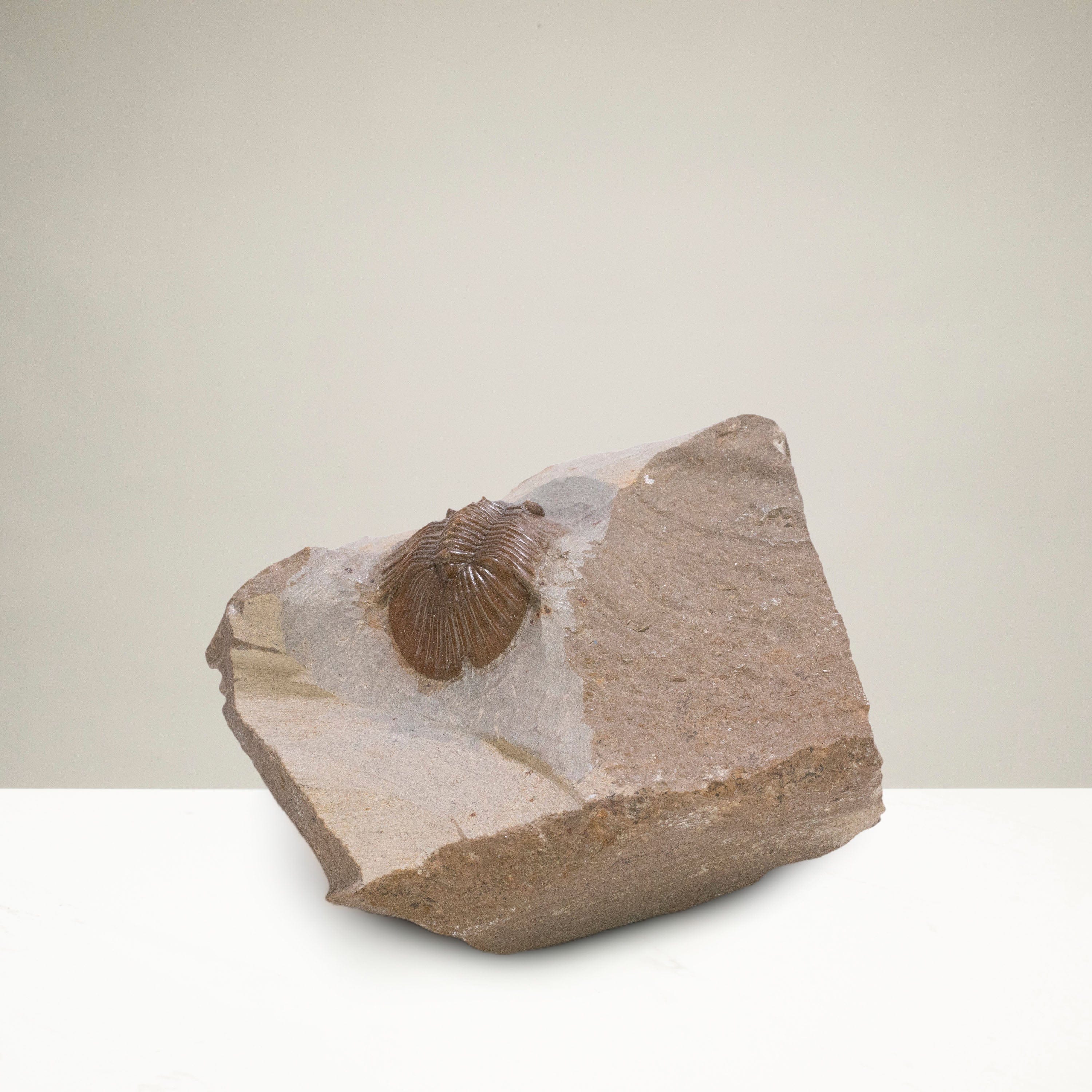 Kalifano Fossils & Minerals Scabriscutellum Trilobite in Matrix from Morocco TR600-SCA