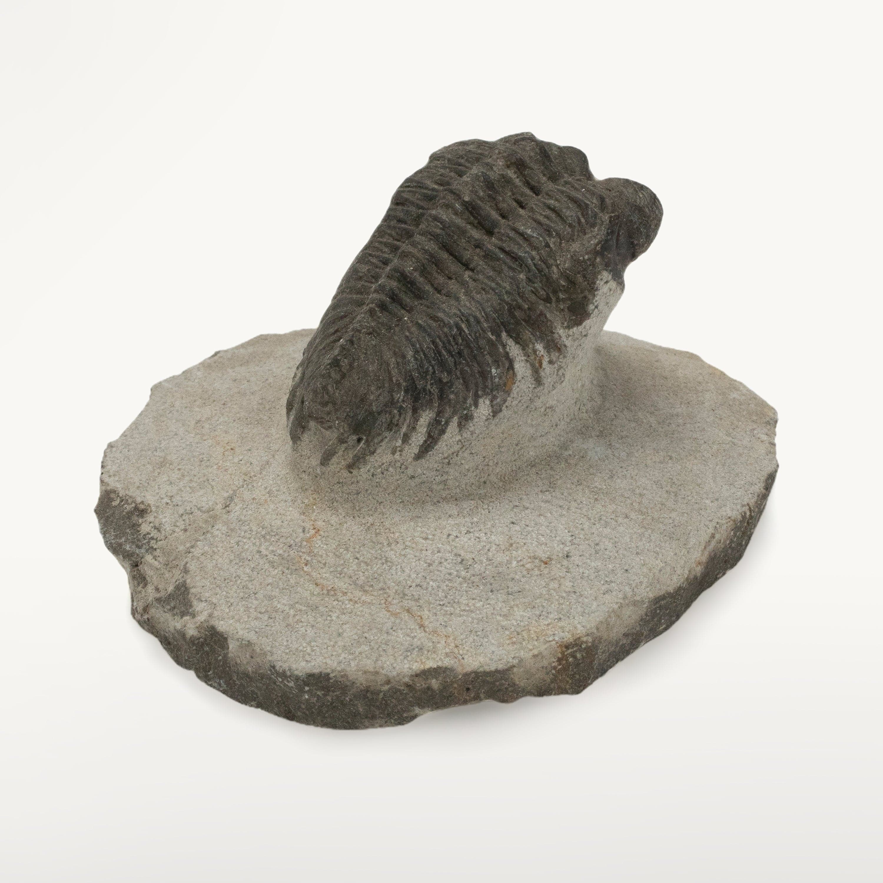 Kalifano Fossils & Minerals Small Trilobite in Matrix from Morocco TR400