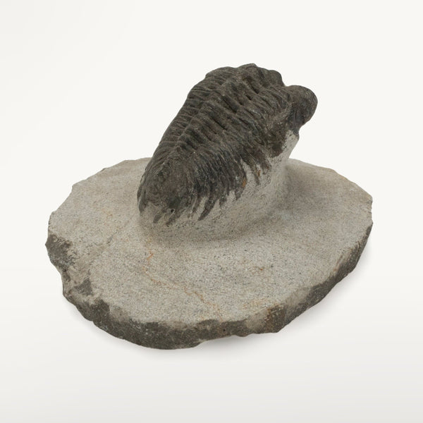 kalifano-fossils-minerals-