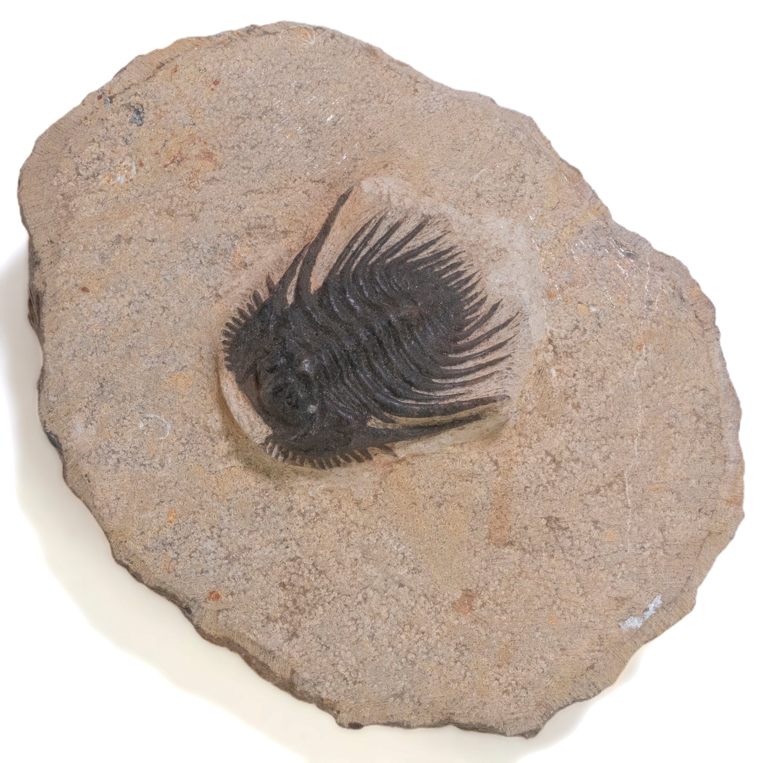 Kalifano Fossils & Minerals Spiny Leonaspis Trilobite in Matrix from Morocco TR600-LEO