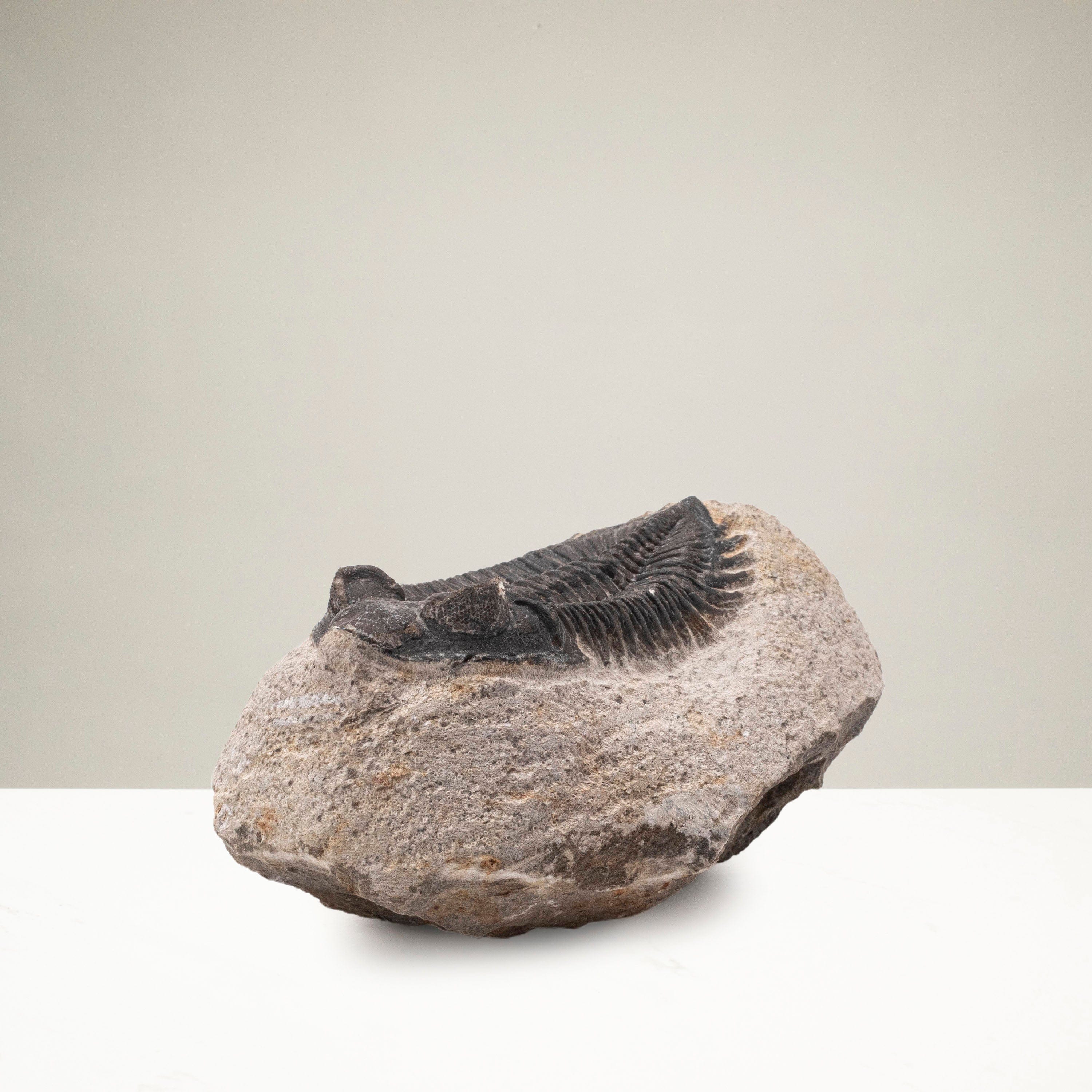Kalifano Fossils & Minerals TR200 - Trilobite - Morocco TR200
