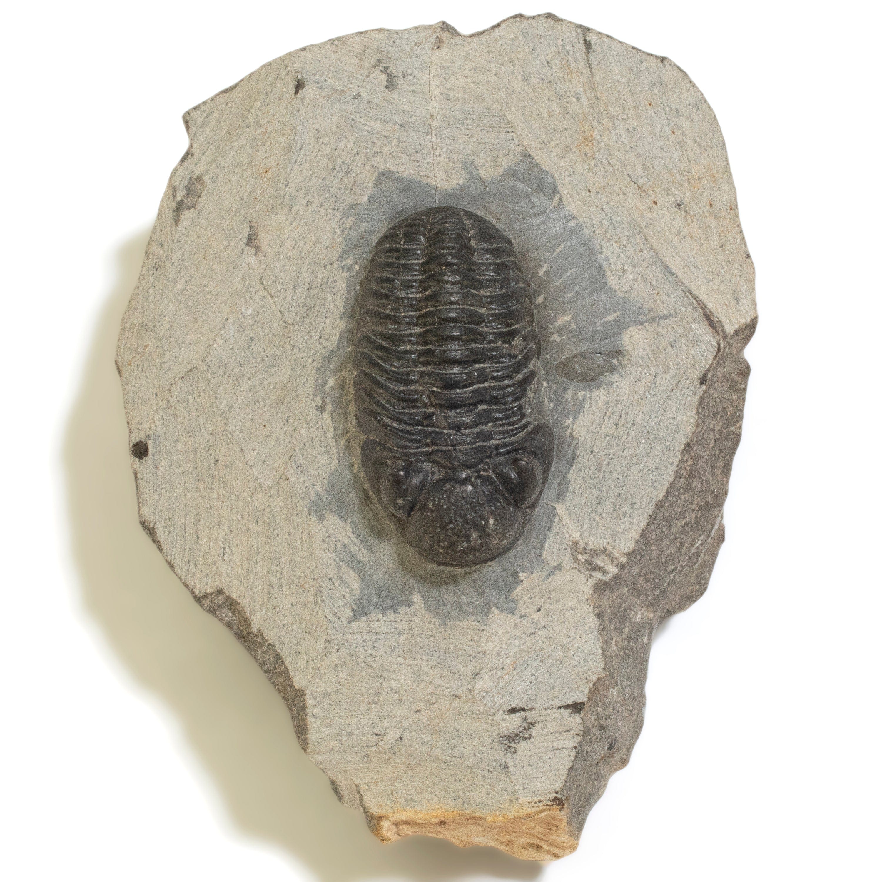 Kalifano Fossils & Minerals Trilobite in Matrix from Morocco TR600