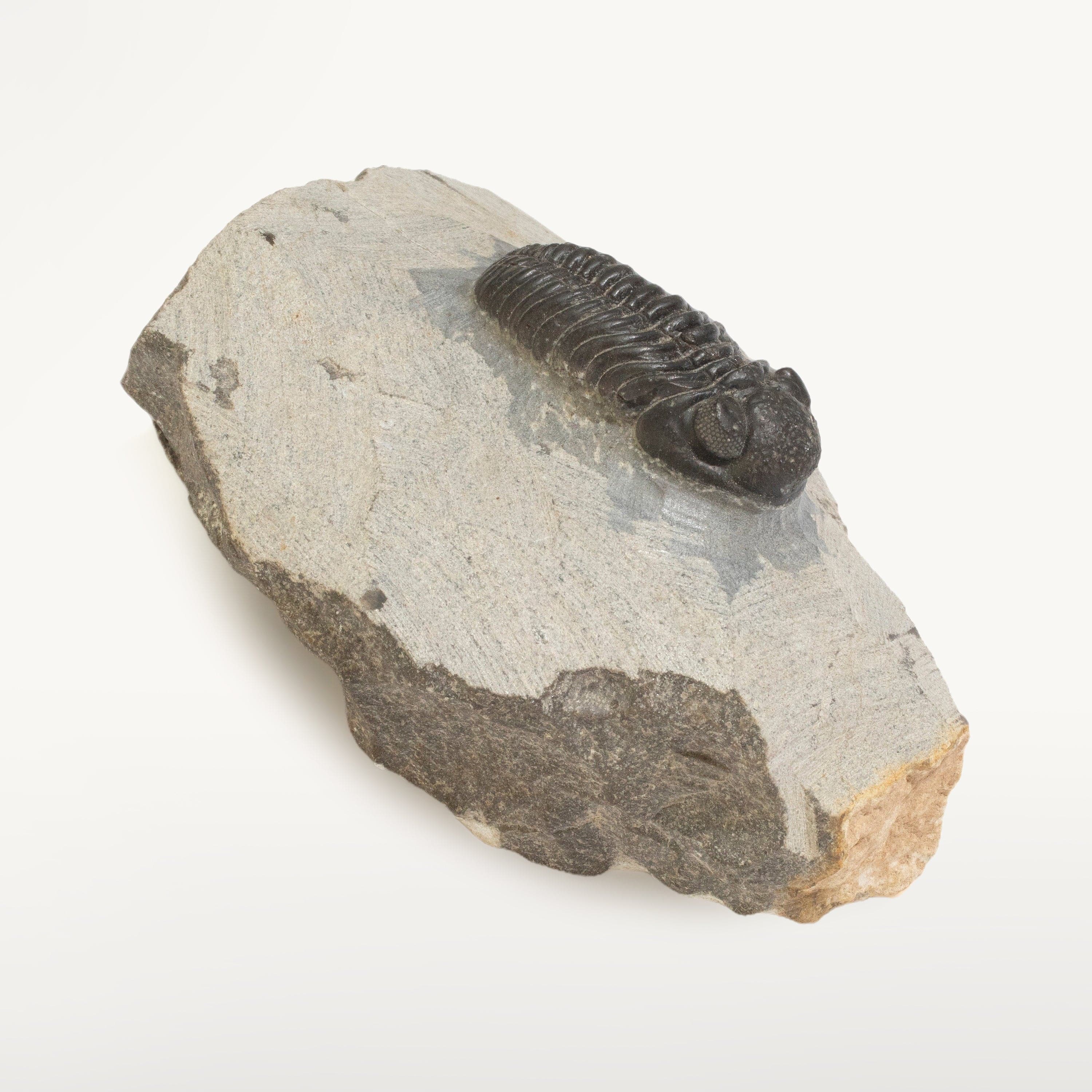 Kalifano Fossils & Minerals Trilobite in Matrix from Morocco TR600