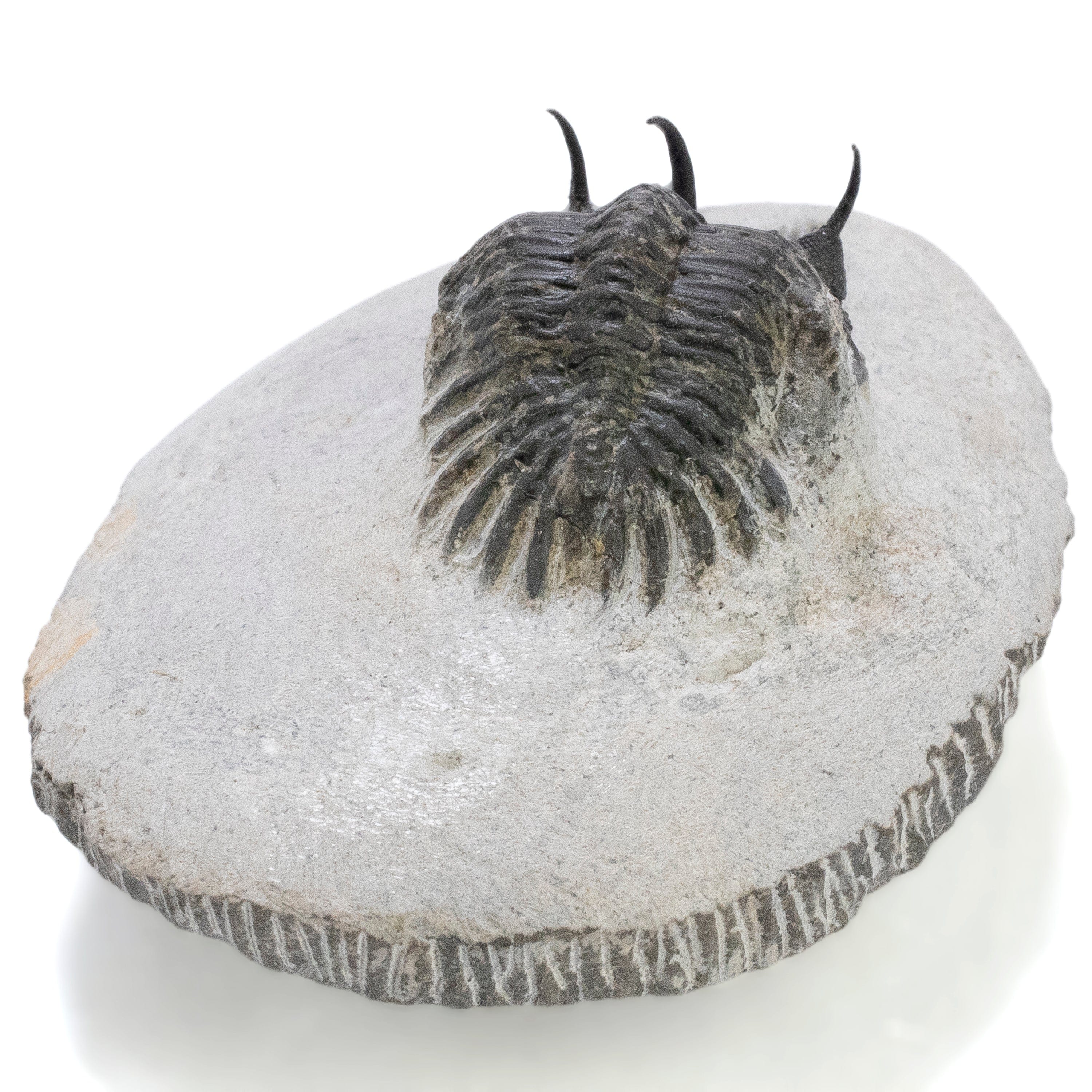 Kalifano Fossils & Minerals Walliserops Trilobite in Matrix from Morocco - 1.7" TR3000.016
