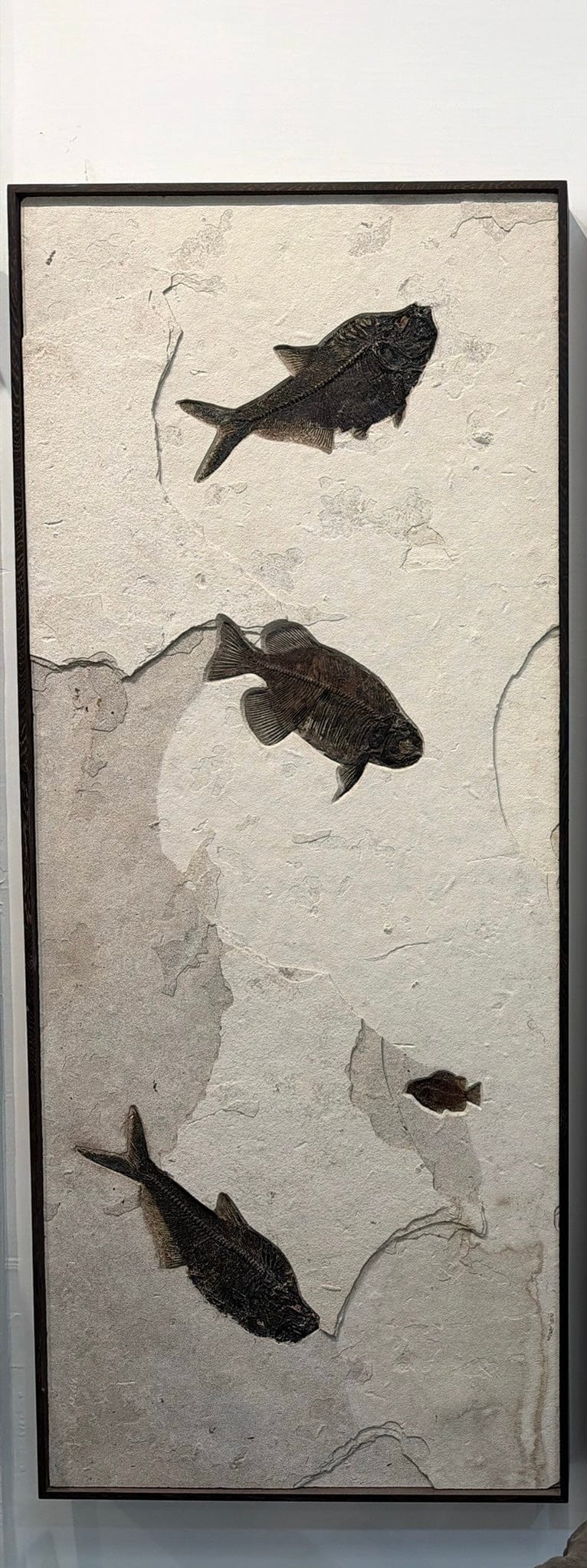 Kalifano Green River Fossil 36" x 61" Green River Fossil Mural (2 Diplomystus dentatus, 1 Phareodus testis & 1 Cockeralites liops) FF120000.005