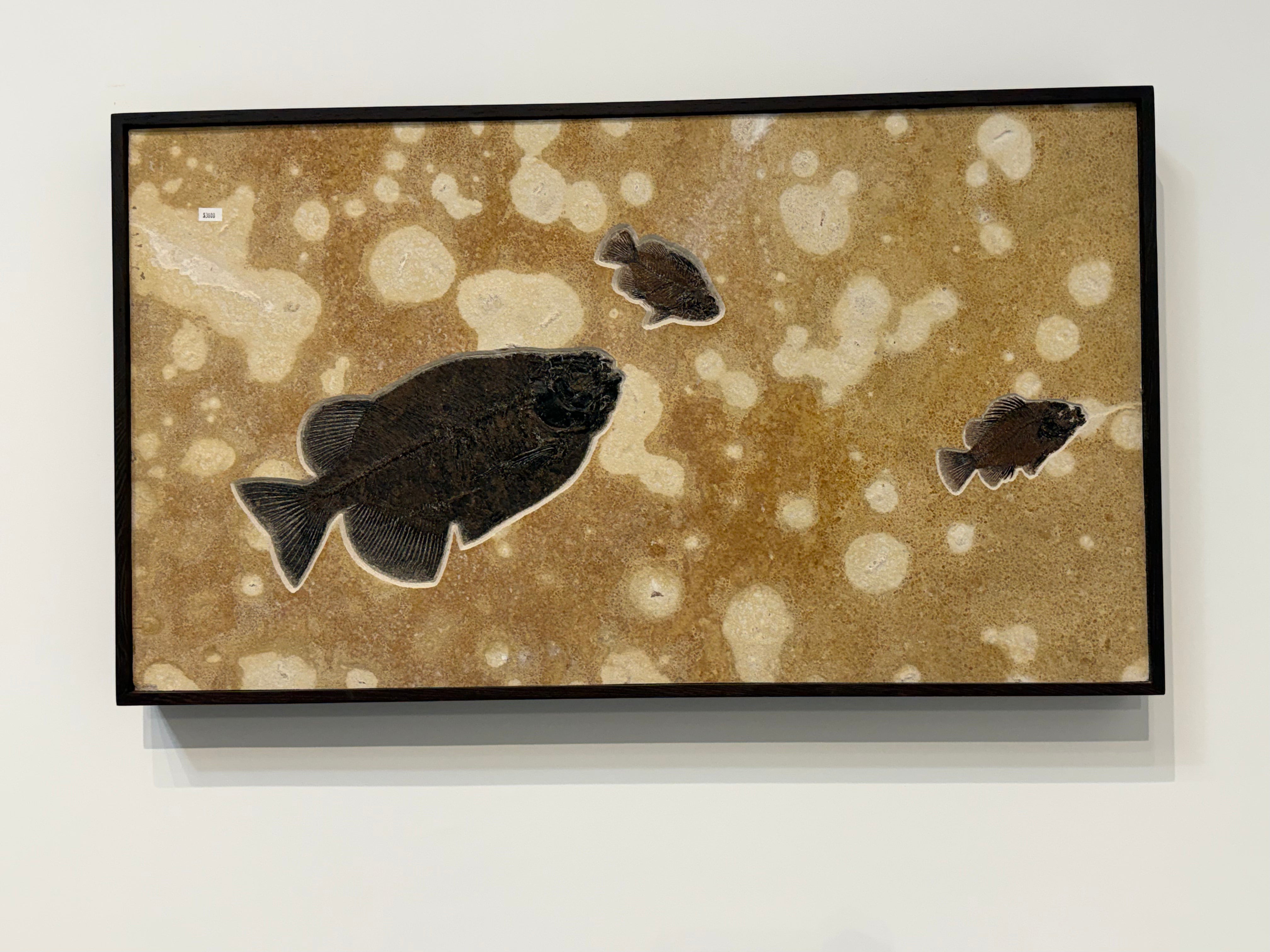Kalifano Green River Fossil 56" x 21" Green River Fossil Mural (1 Phreodus, 2 Priscacara) FF32000.001