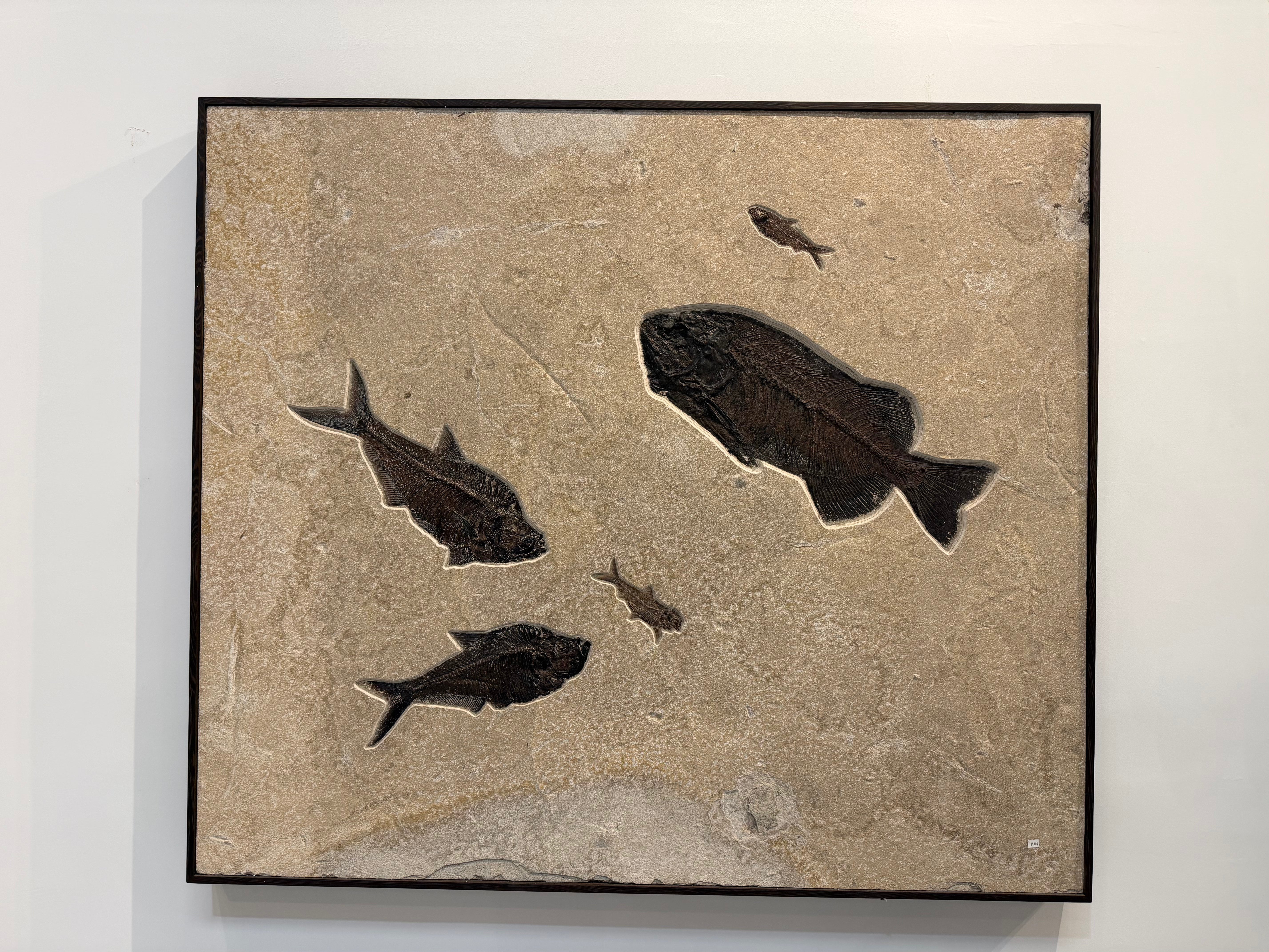 Kalifano Green River Fossil 56" x 49" Green River Fossil Mural (1 Pharaeodus, 2 Diplomydus, 2 Knightia) FF11000.001