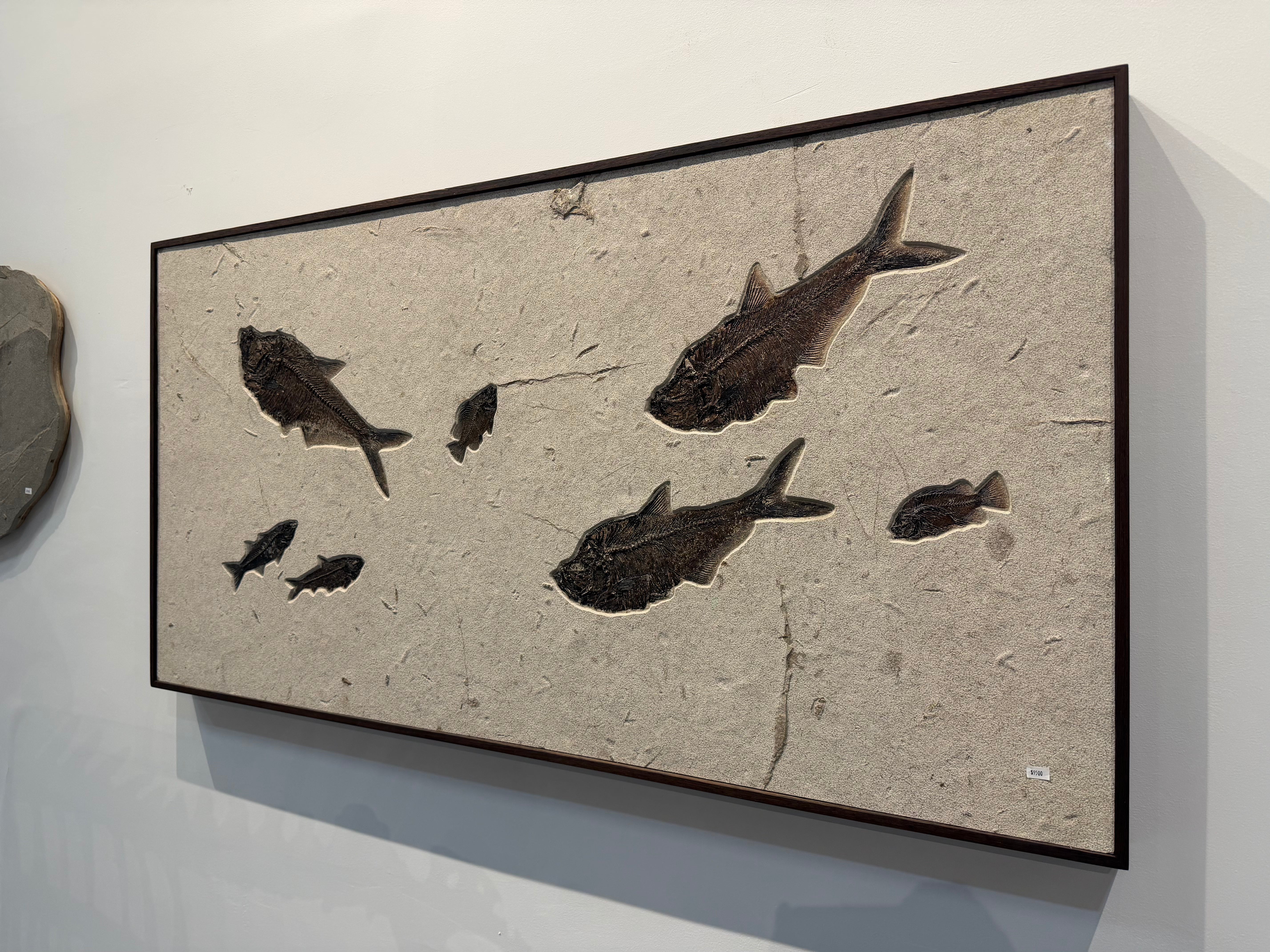 Kalifano Green River Fossil 60" x 31" Green River Fossil Mural (3 Diplomystus, 2 Priscacara & 2 Knightia) FF88000.001