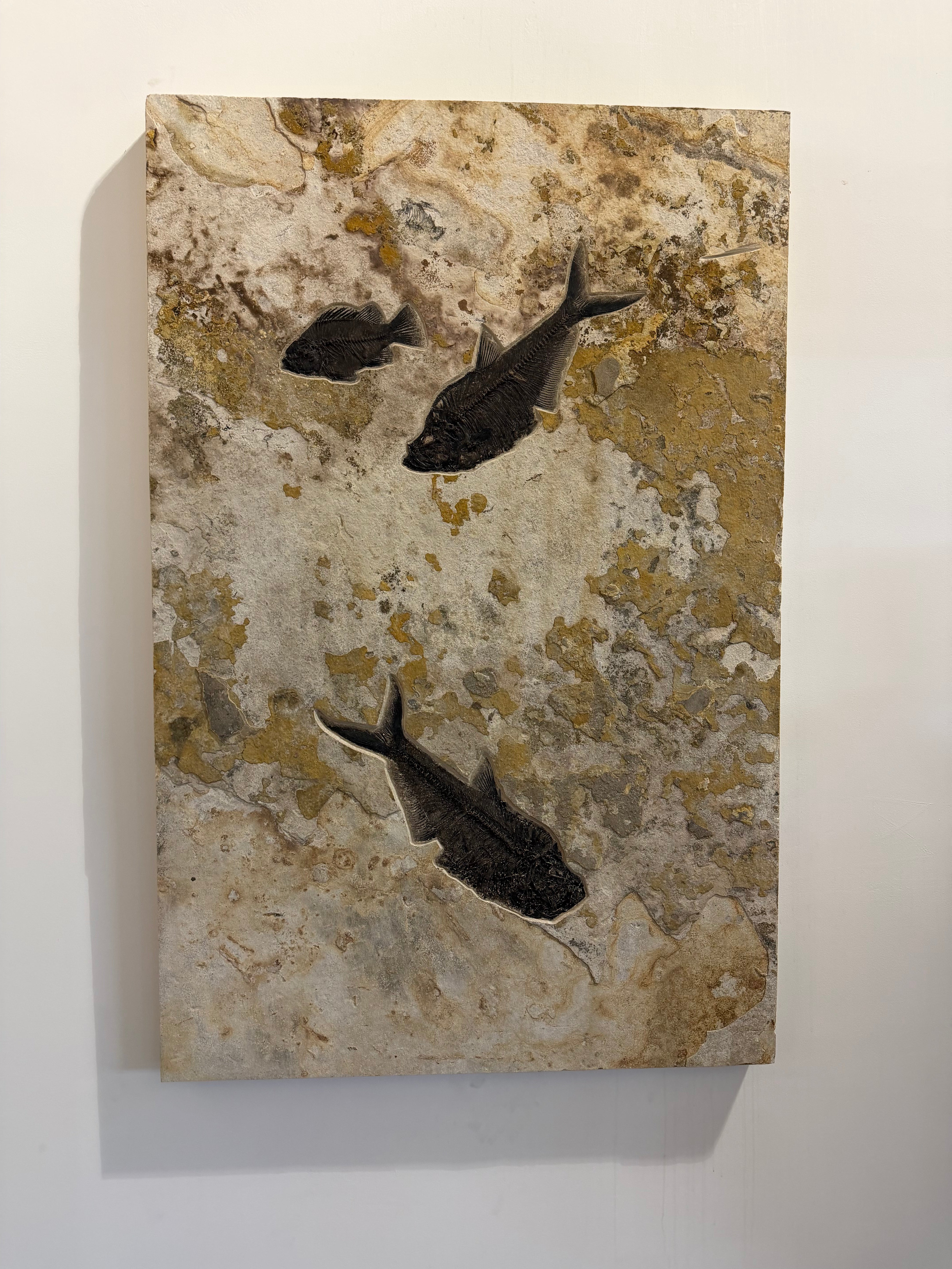Kalifano Green River Fossil 60" x 39" Green River Fish Fossil Mural (2 Diplomystus, 1 Priscacara) FF60000.006
