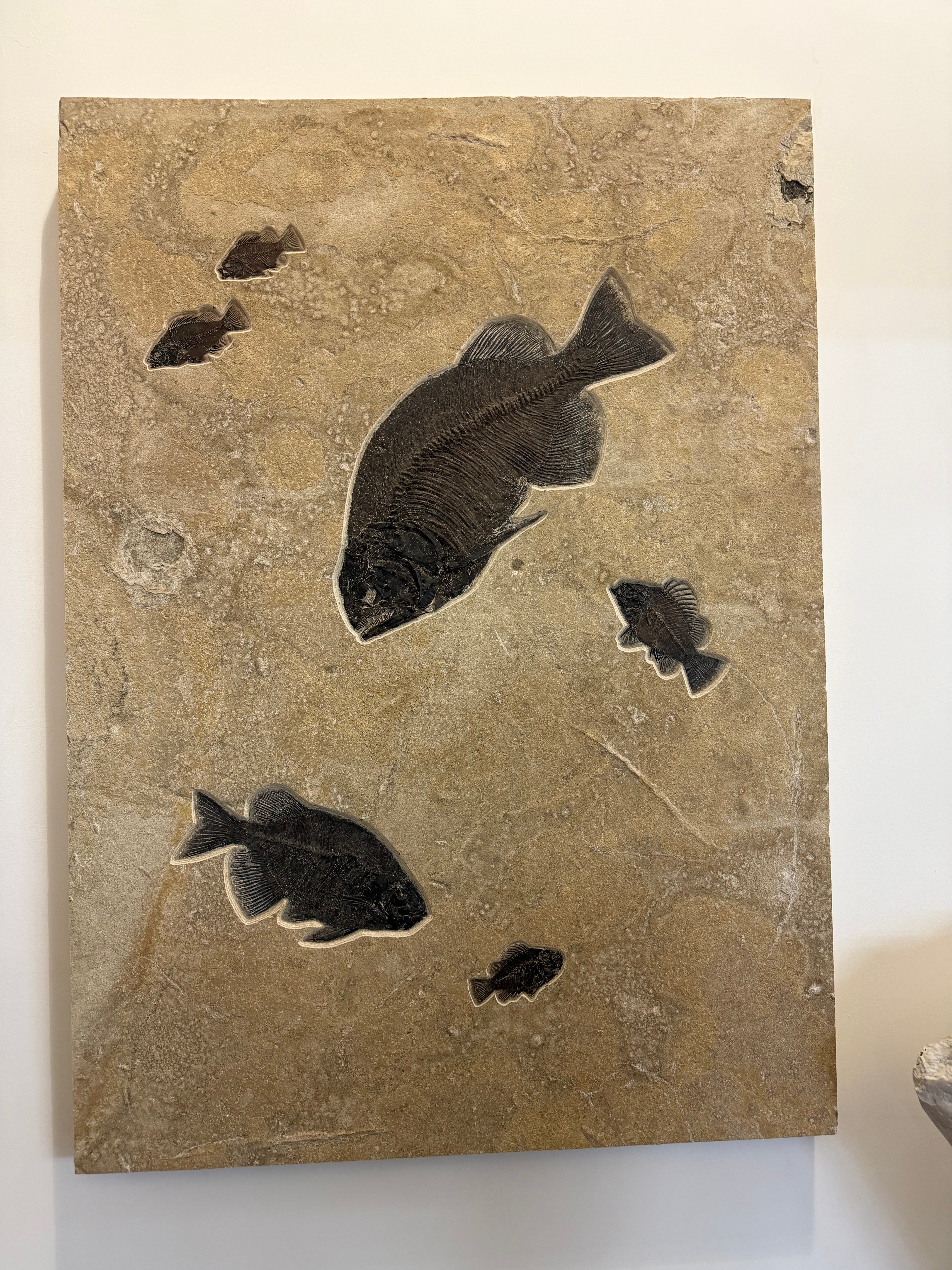 Kalifano Green River Fossil 60" x 43" Green River Fish Fossil Mural (2 Pharaeodus , 4 Priscacara) FF120000.004
