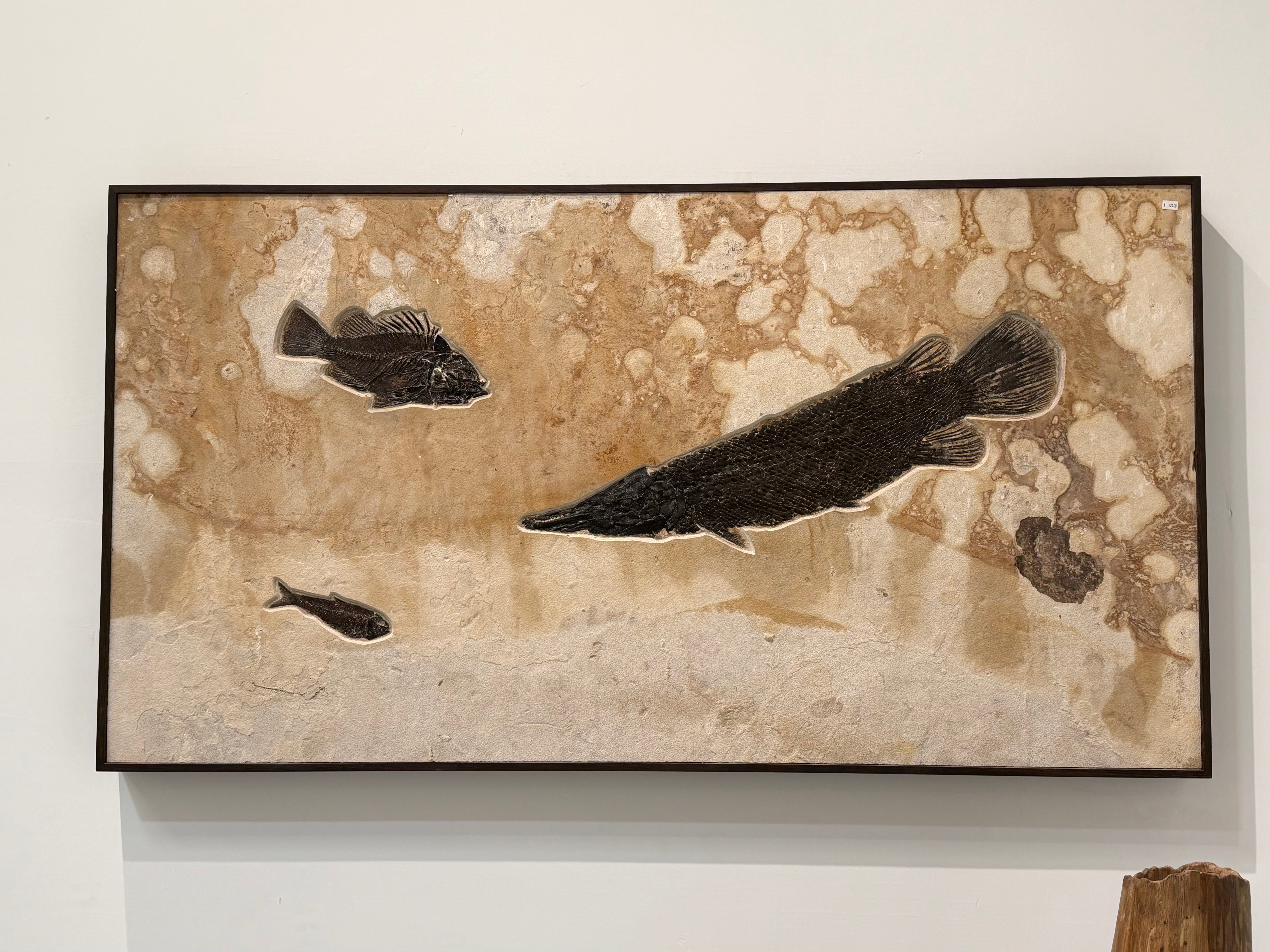 Kalifano Green River Fossil 61" x 33" Green River Gar Fossil Mural (1 Gar, 1 Priscacara, 1 Knightia) FF120000.005