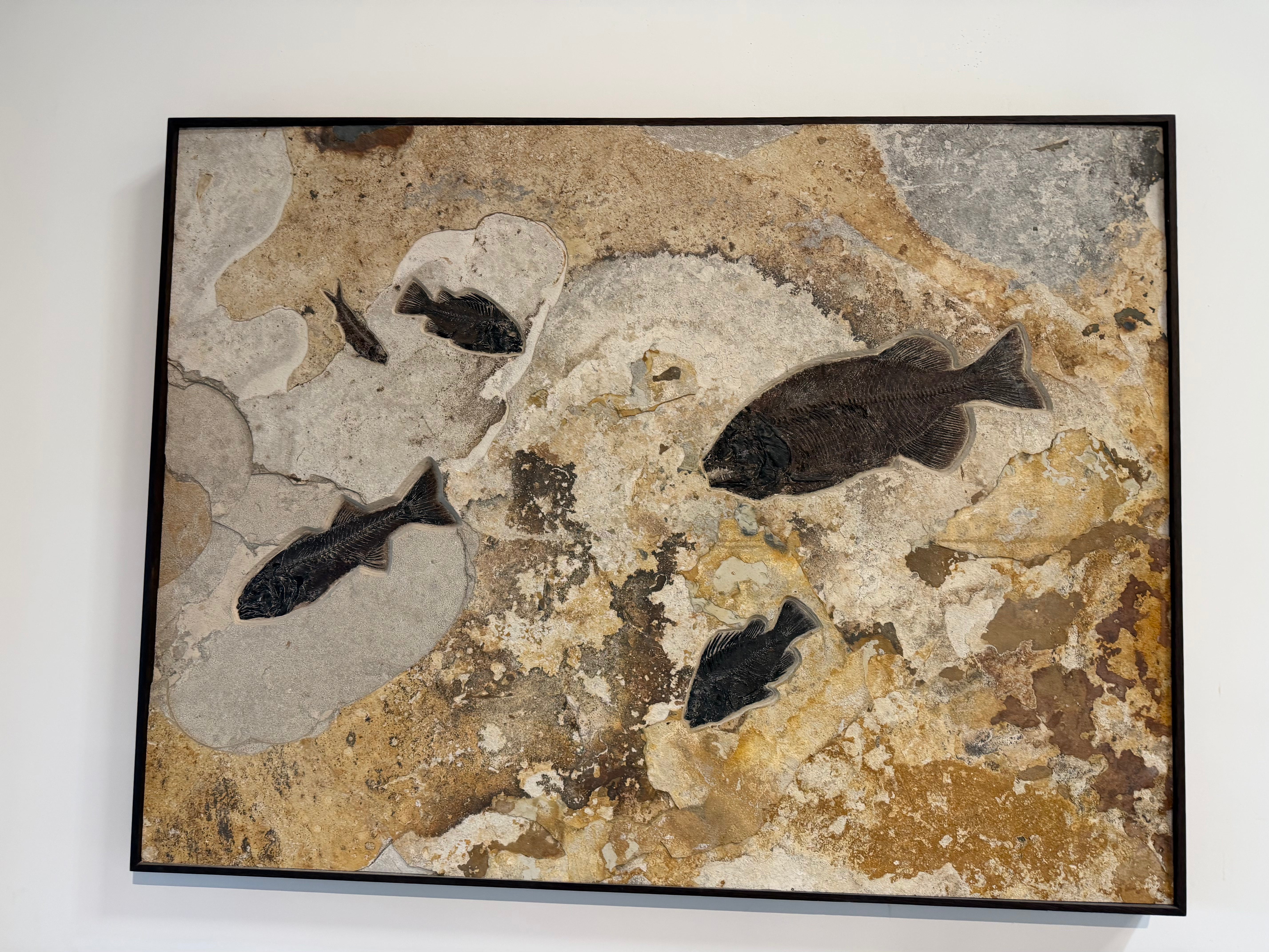 Kalifano Green River Fossil 65" x 49" Green River Fossil Mural (Large Phareodus encaustus, 2 Priscara serrata, small Knightia eocaena & Mioplosus labracoides) FF280000.001
