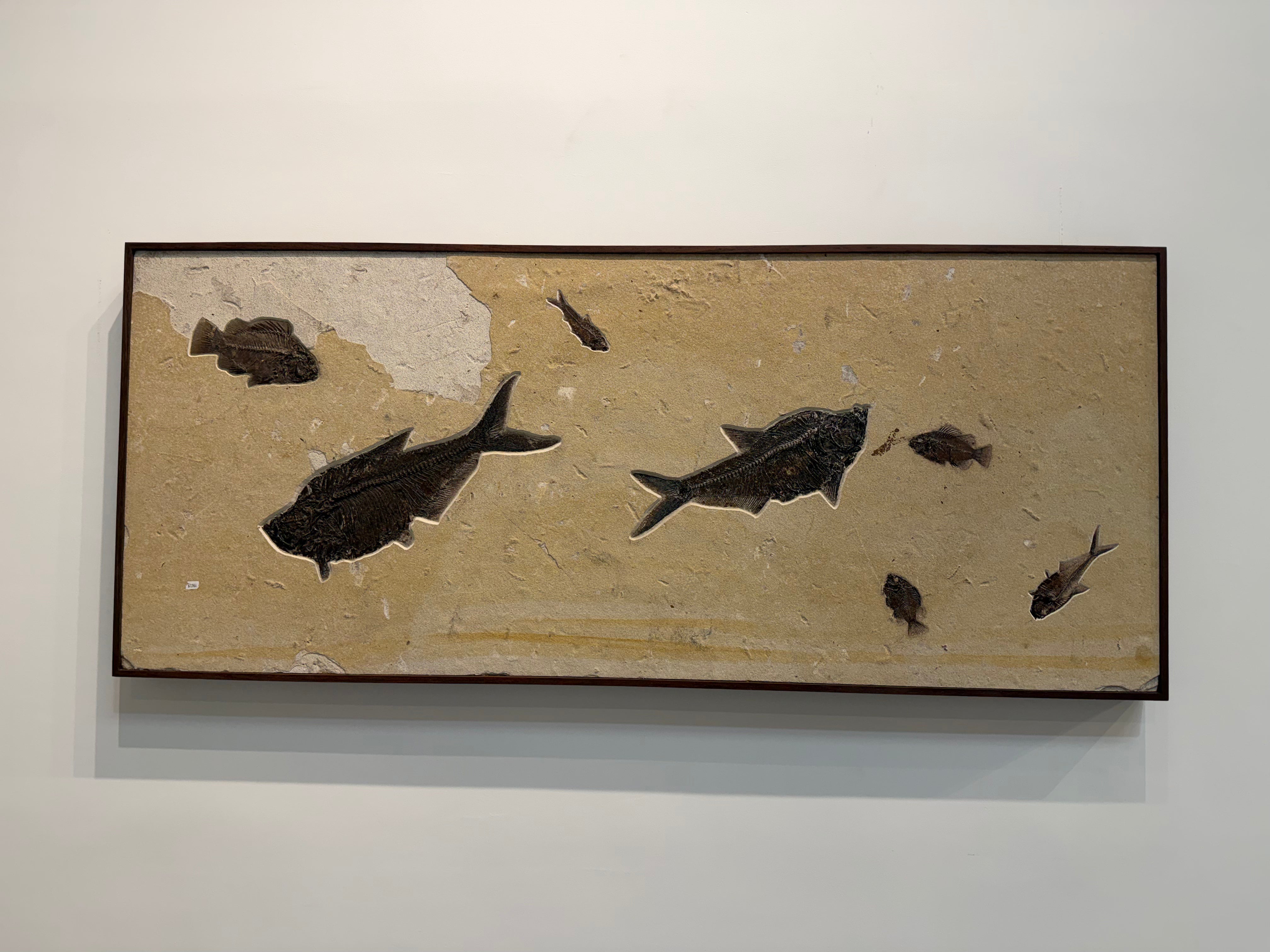 Kalifano Green River Fossil 66" x 28" Green River Fossil Mural (3 Diplomystus, 3 Priscacara, & 1 Knightia) FF78000.001