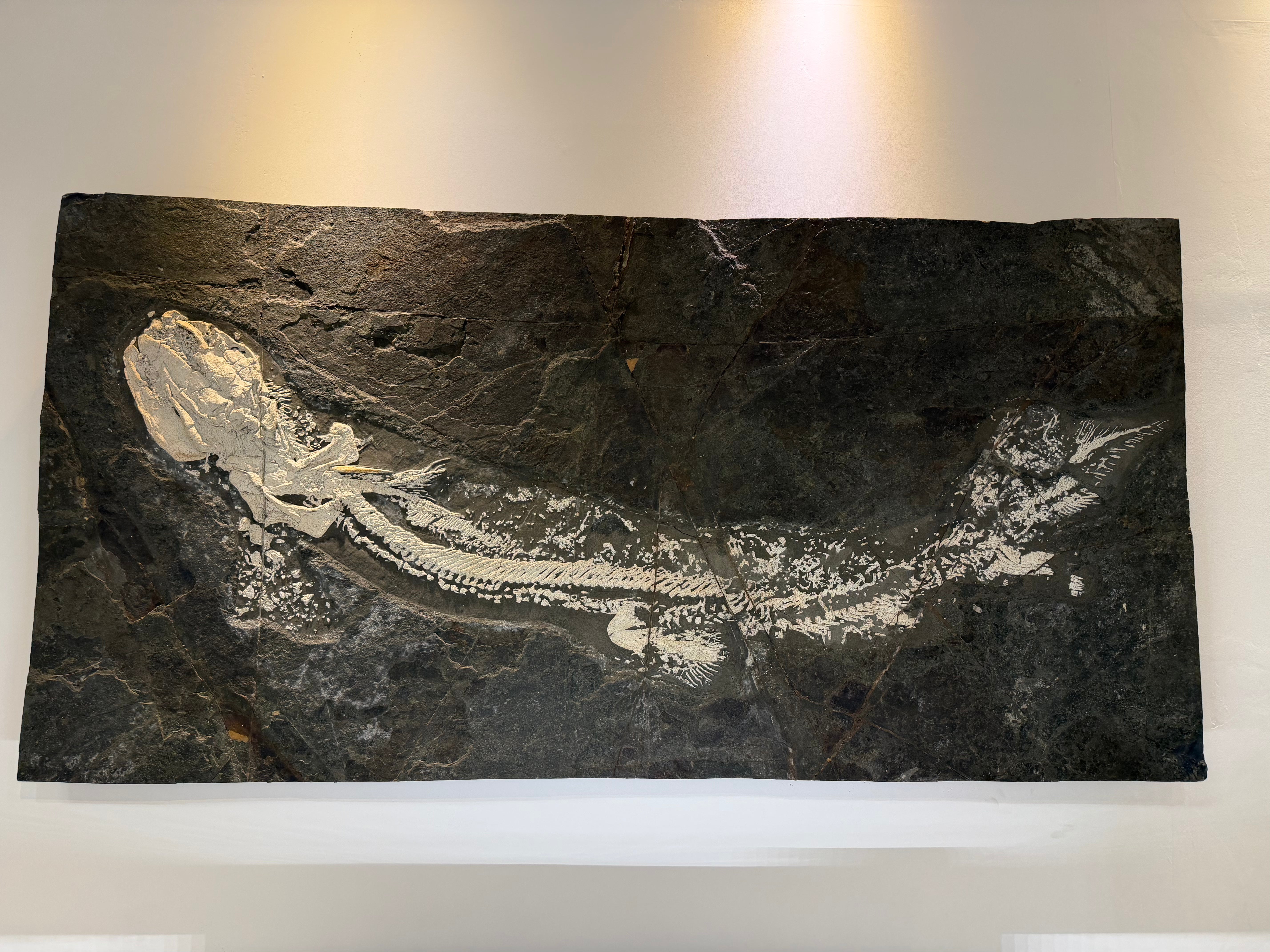 Kalifano Green River Fossil 82.5" x 40.5" White Orthocanthus Zenkenburgi Shark Permian Age (Oldenheim, Germany) FF500000.001