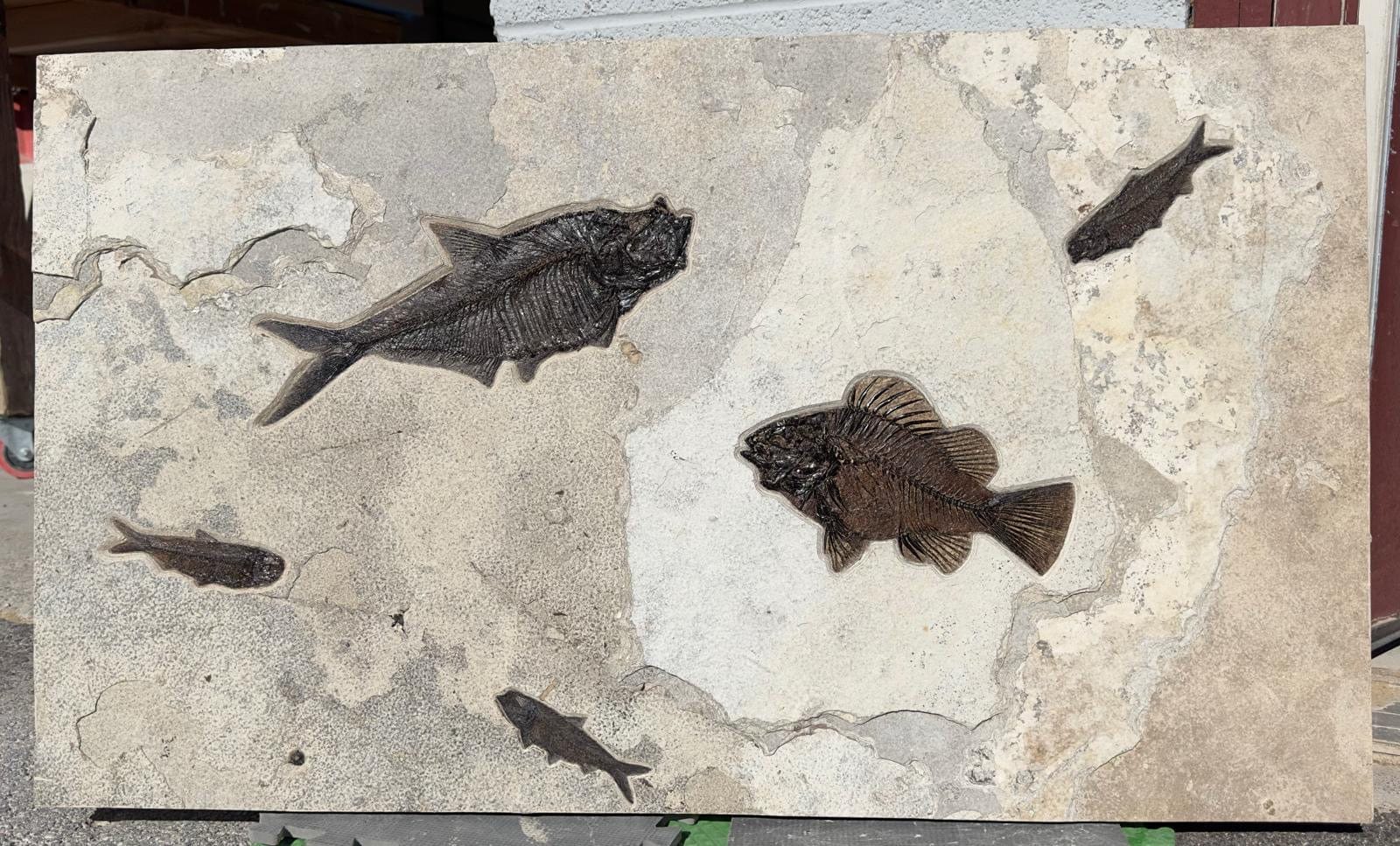 KALIFANO Green River Fossil Green River Fish Fossil (Diplomystus Priscacara Serrata and 3 Knightia) FF50000.003