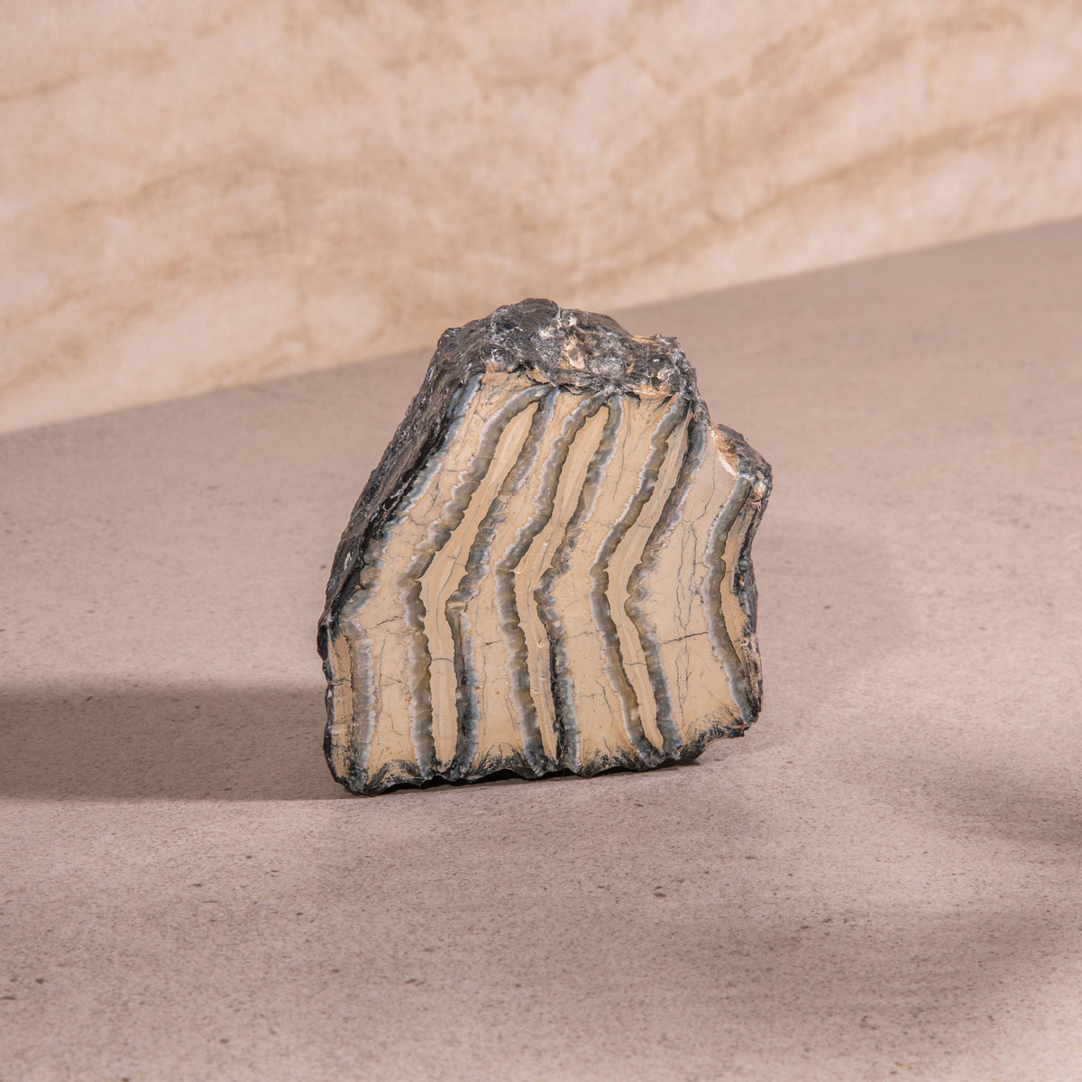 Colombian Mammoth Molar Fossil - 3.5"