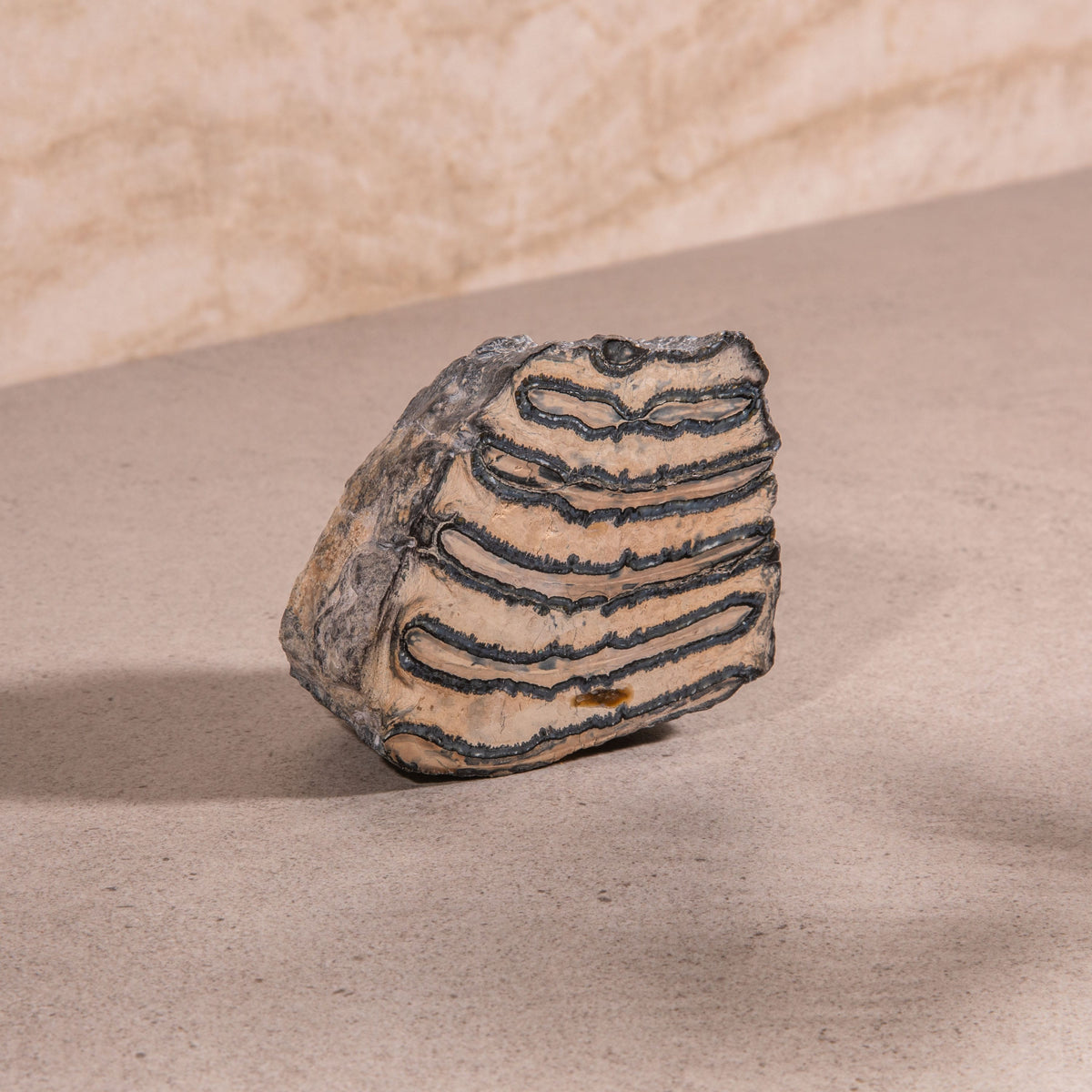 Colombian Mammoth Molar Fossil - 3.5"
