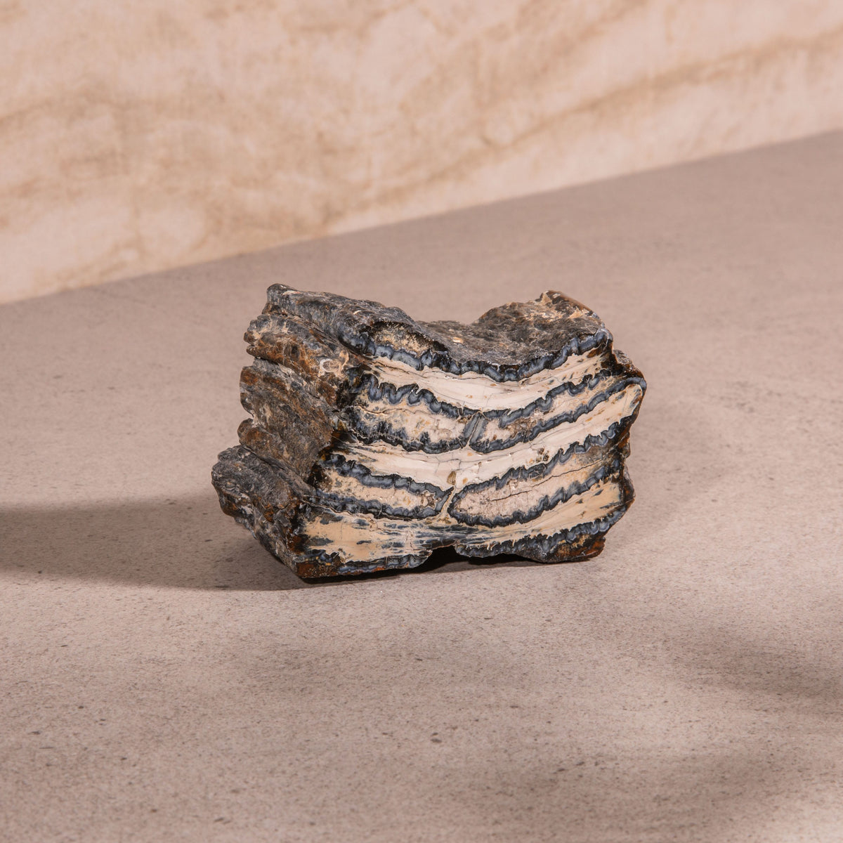 3.5" Colombian Mammoth Molar Fossil