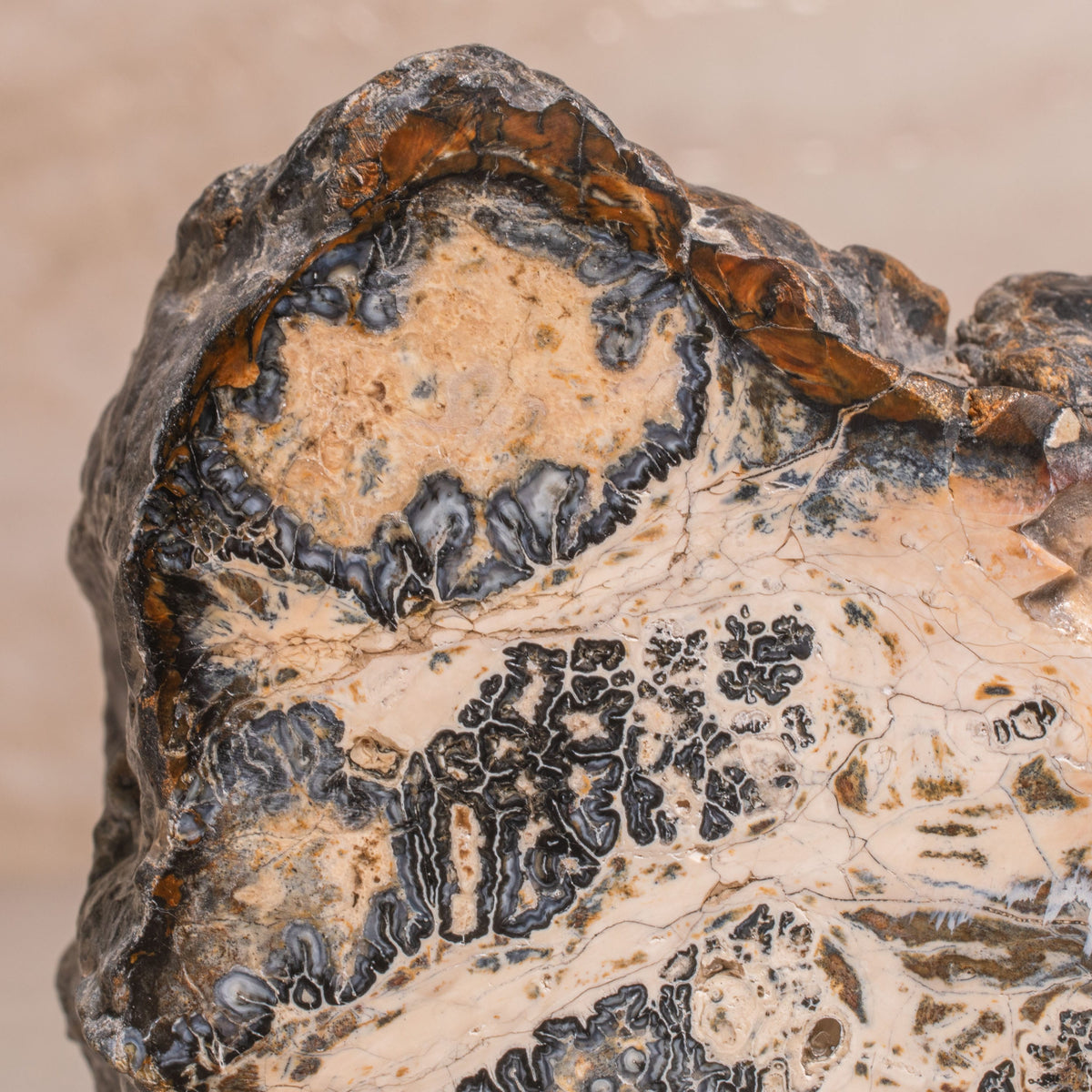 3.5" Colombian Mammoth Molar Fossil