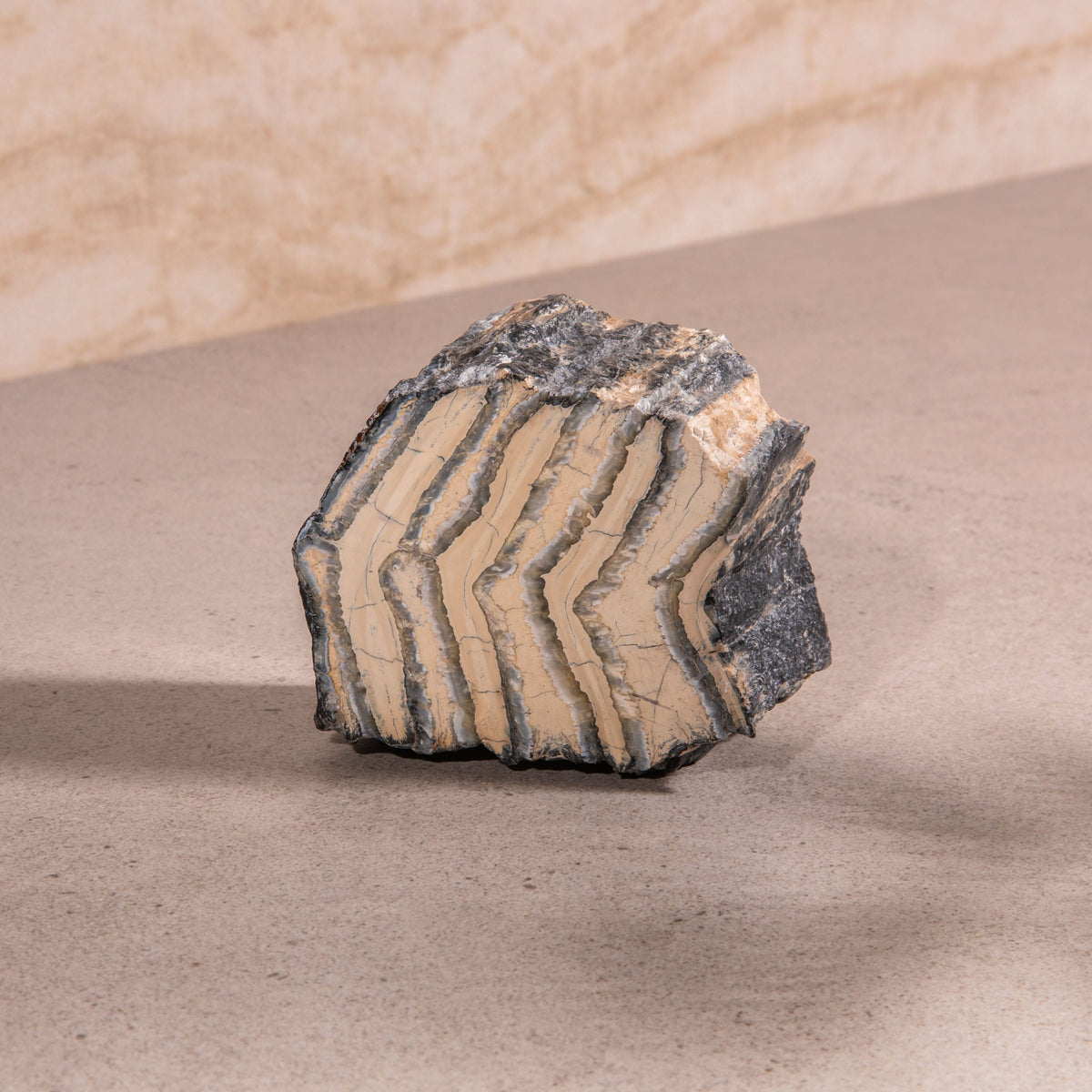 3.5" Colombian Mammoth Molar Fossil
