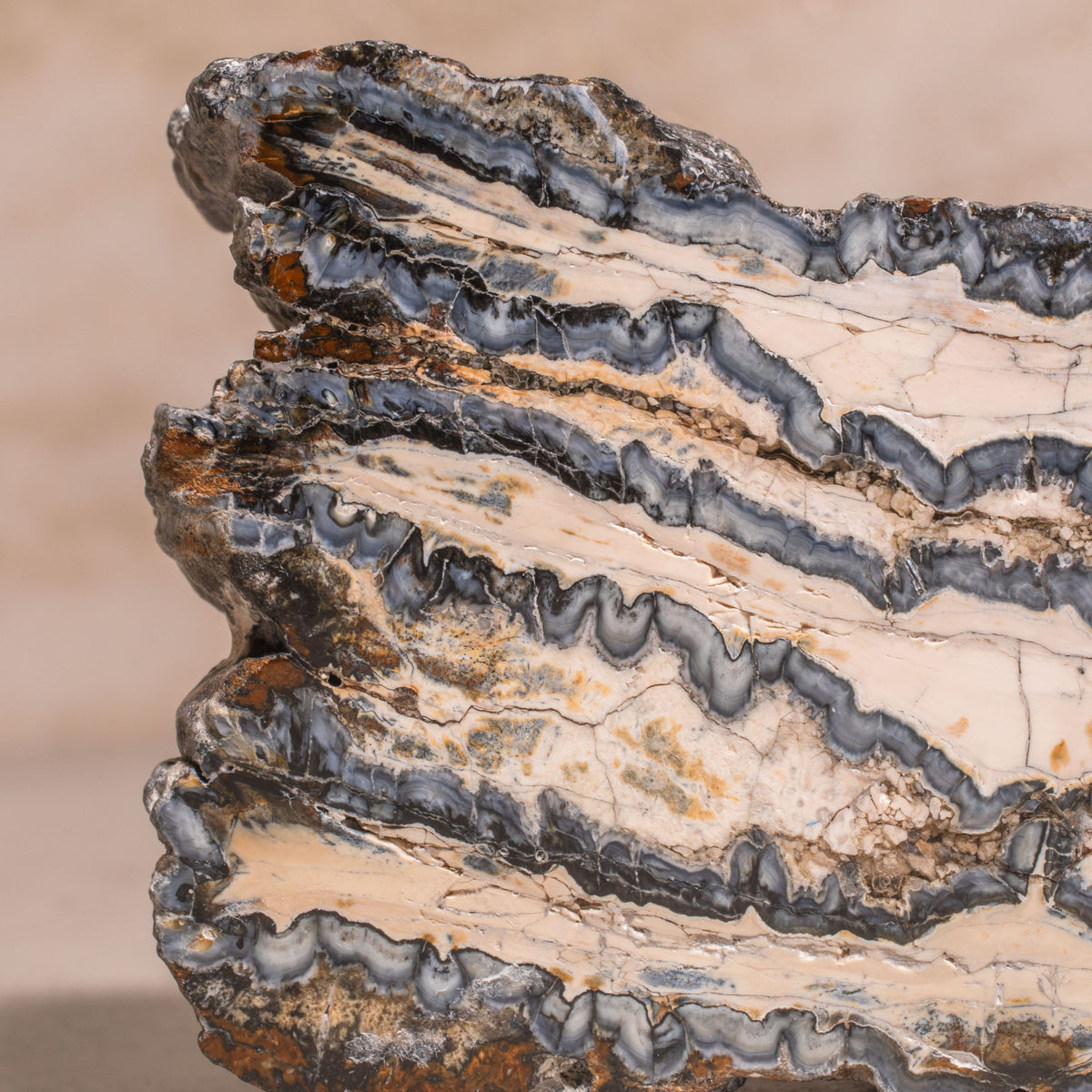 4" Colombian Mammoth Molar Fossil