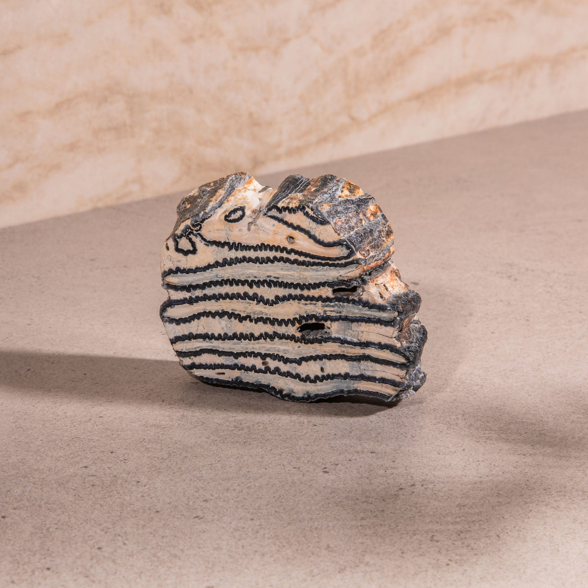 4" Colombian Mammoth Molar Fossil