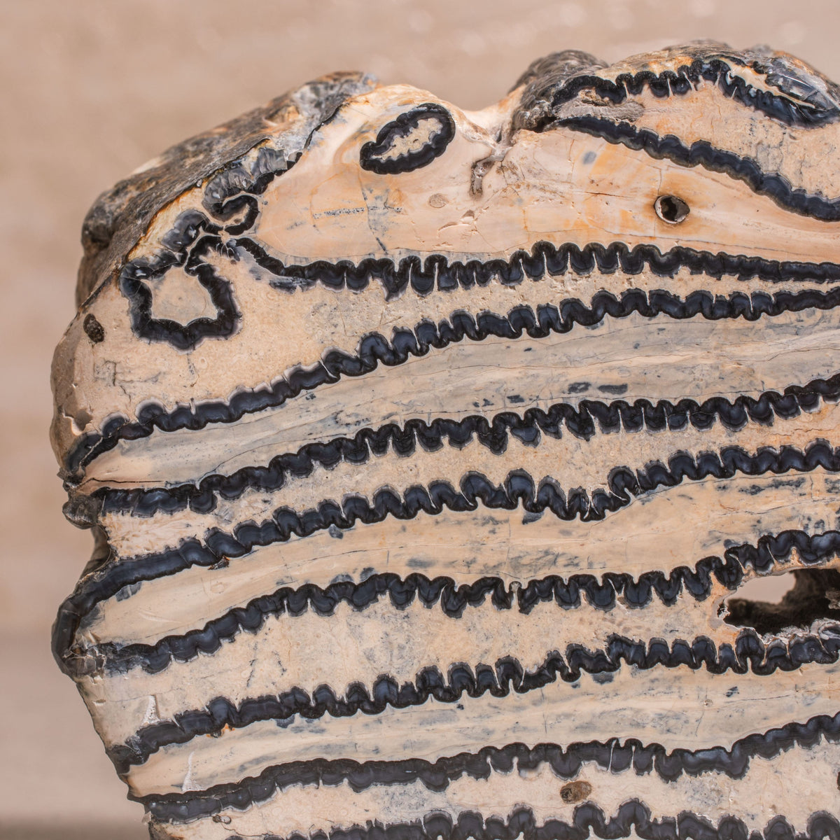 4" Colombian Mammoth Molar Fossil