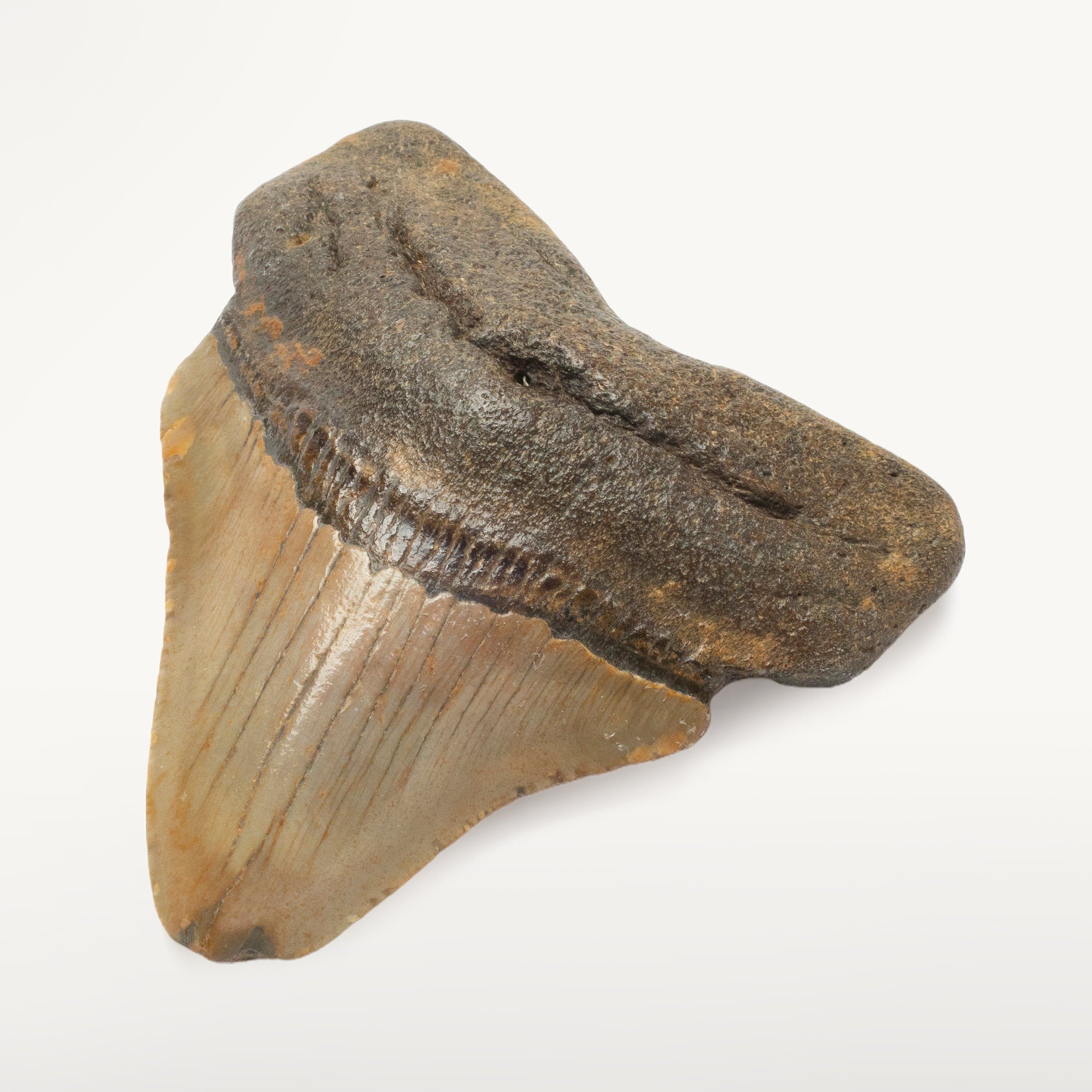 Kalifano Megalodon Teeth Megalodon Tooth from South Carolina - 3.0" ST1000.013