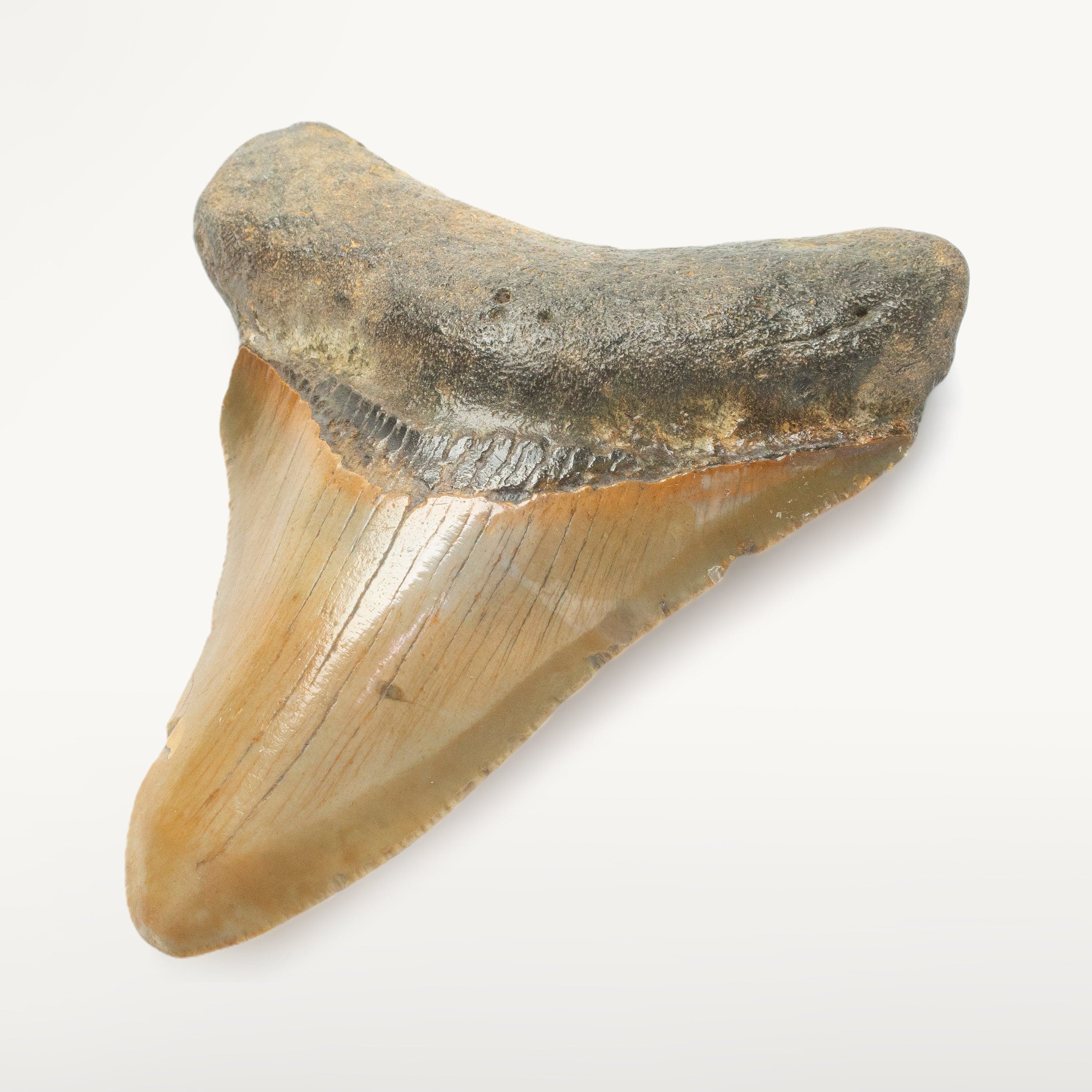 Kalifano Megalodon Teeth Megalodon Tooth from South Carolina - 3.1" ST1000.028