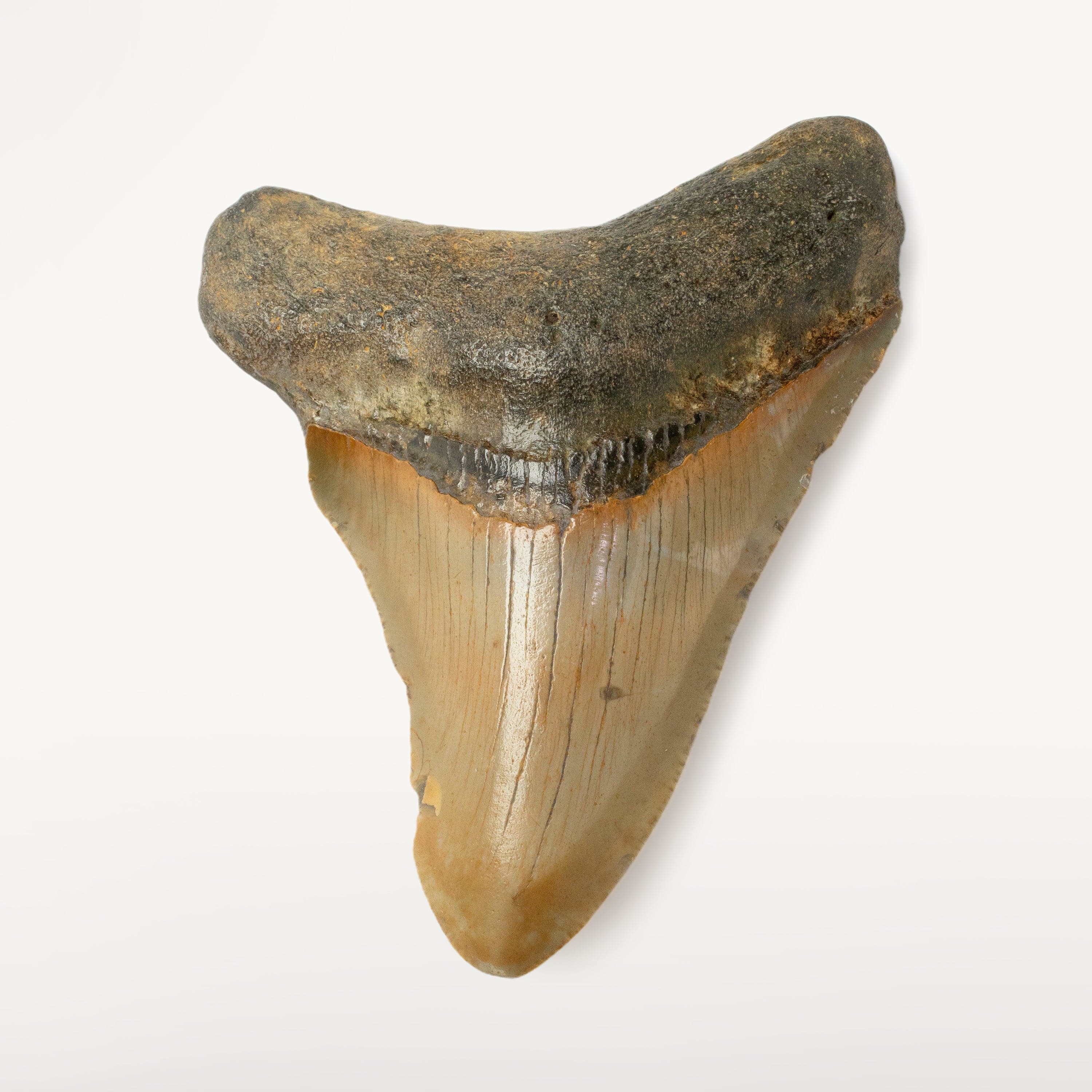 Kalifano Megalodon Teeth Megalodon Tooth from South Carolina - 3.1" ST1000.028