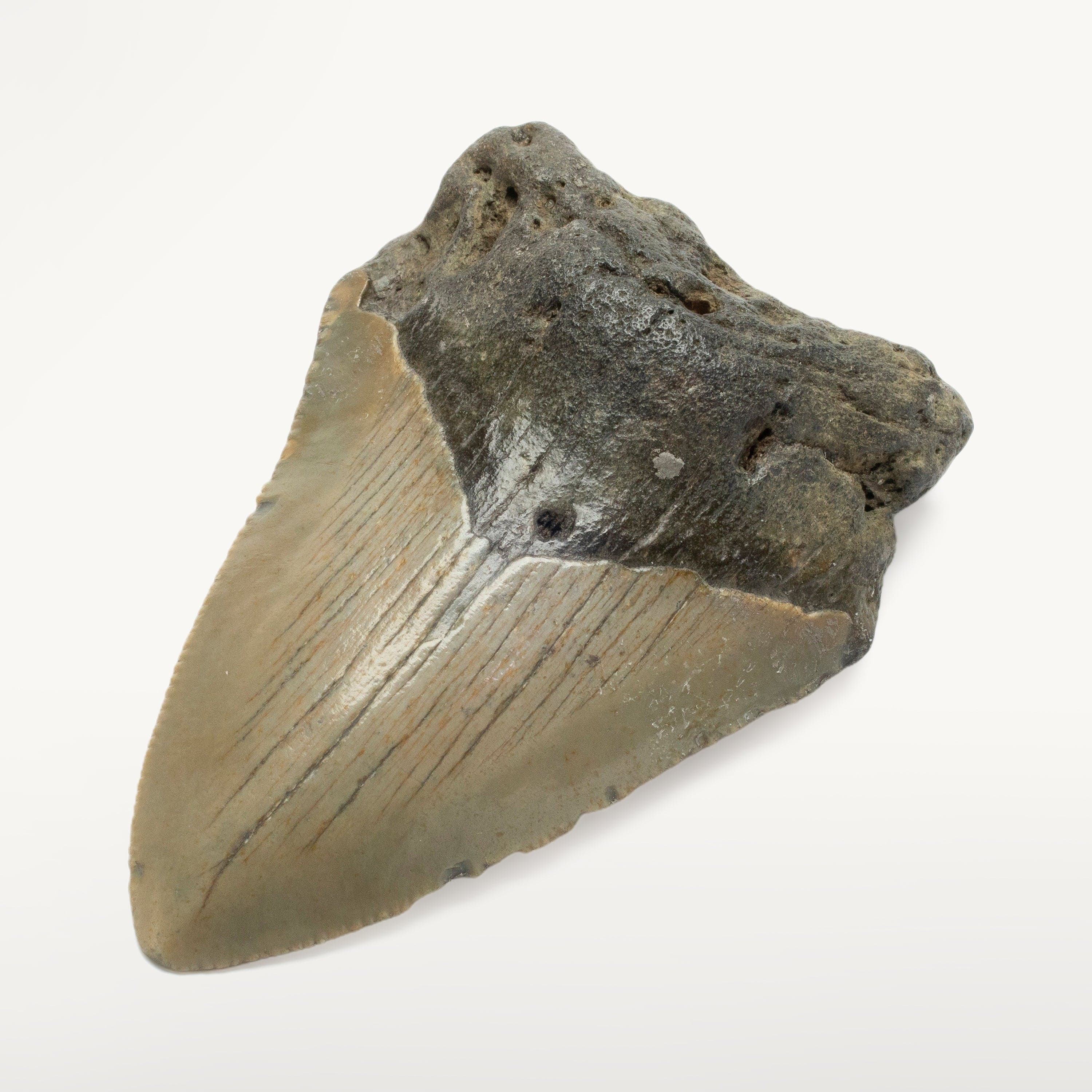 Kalifano Megalodon Teeth Megalodon Tooth from South Carolina - 3.1" ST1000.030