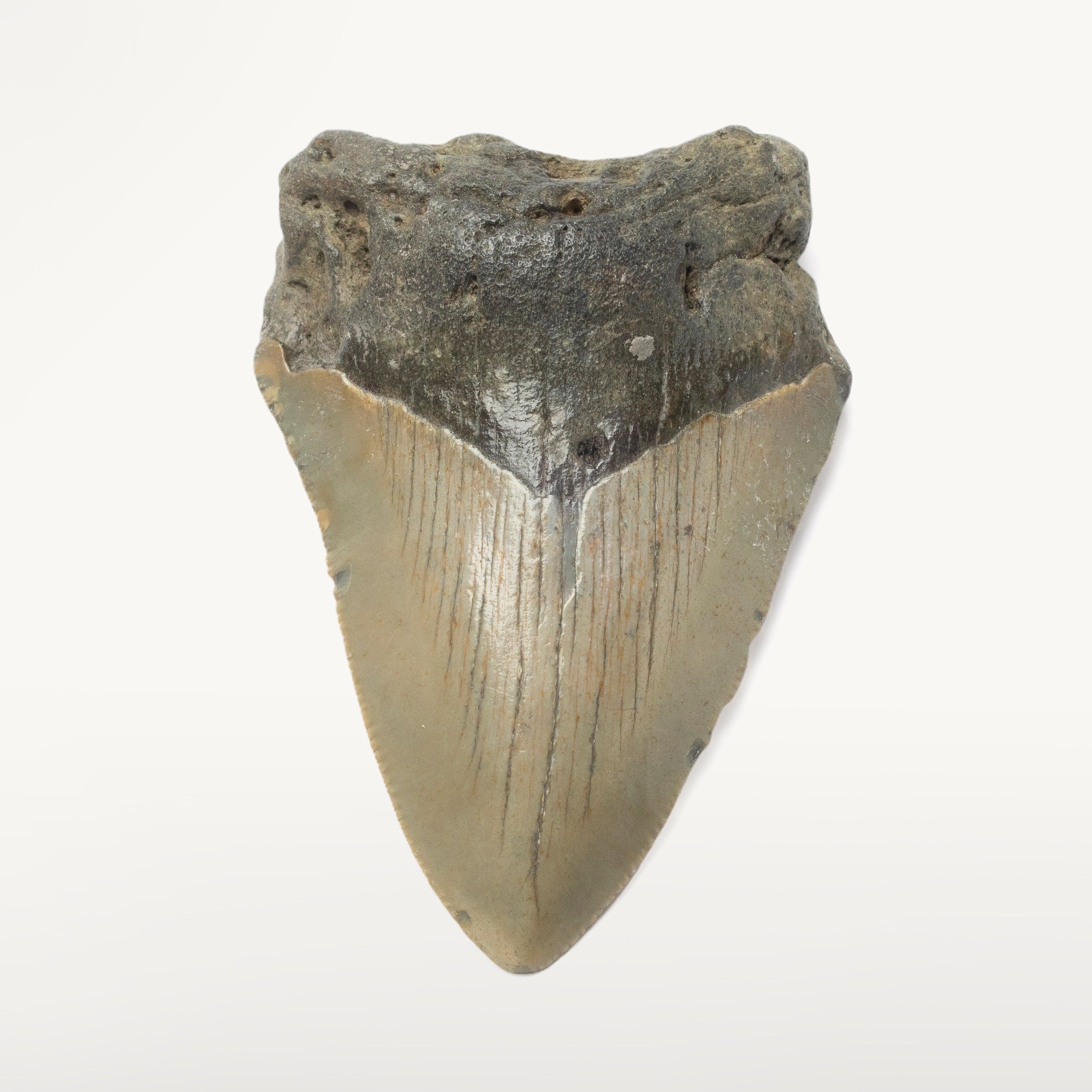 Kalifano Megalodon Teeth Megalodon Tooth from South Carolina - 3.1" ST1000.030