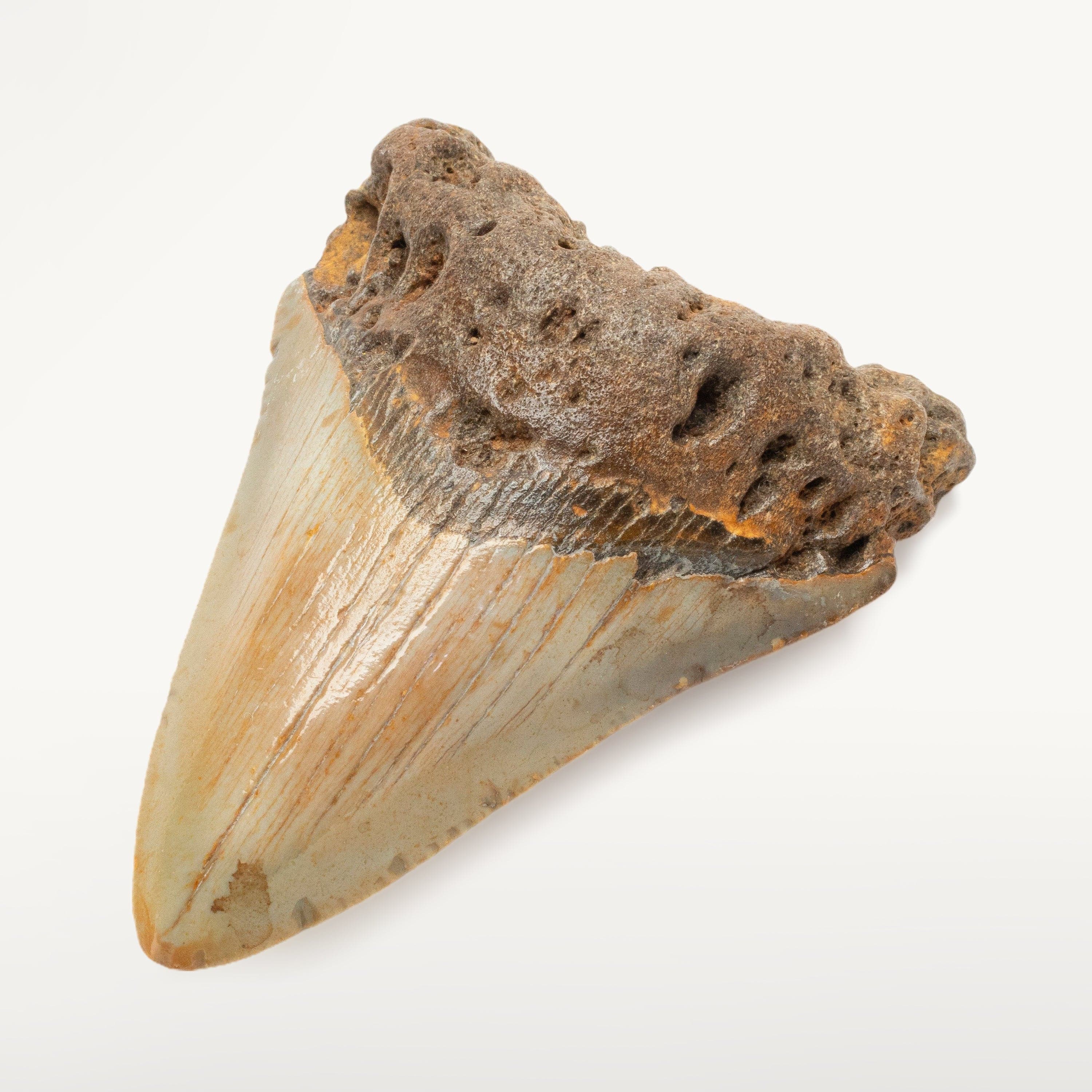 Kalifano Megalodon Teeth Megalodon Tooth from South Carolina - 3.2" ST1000.023