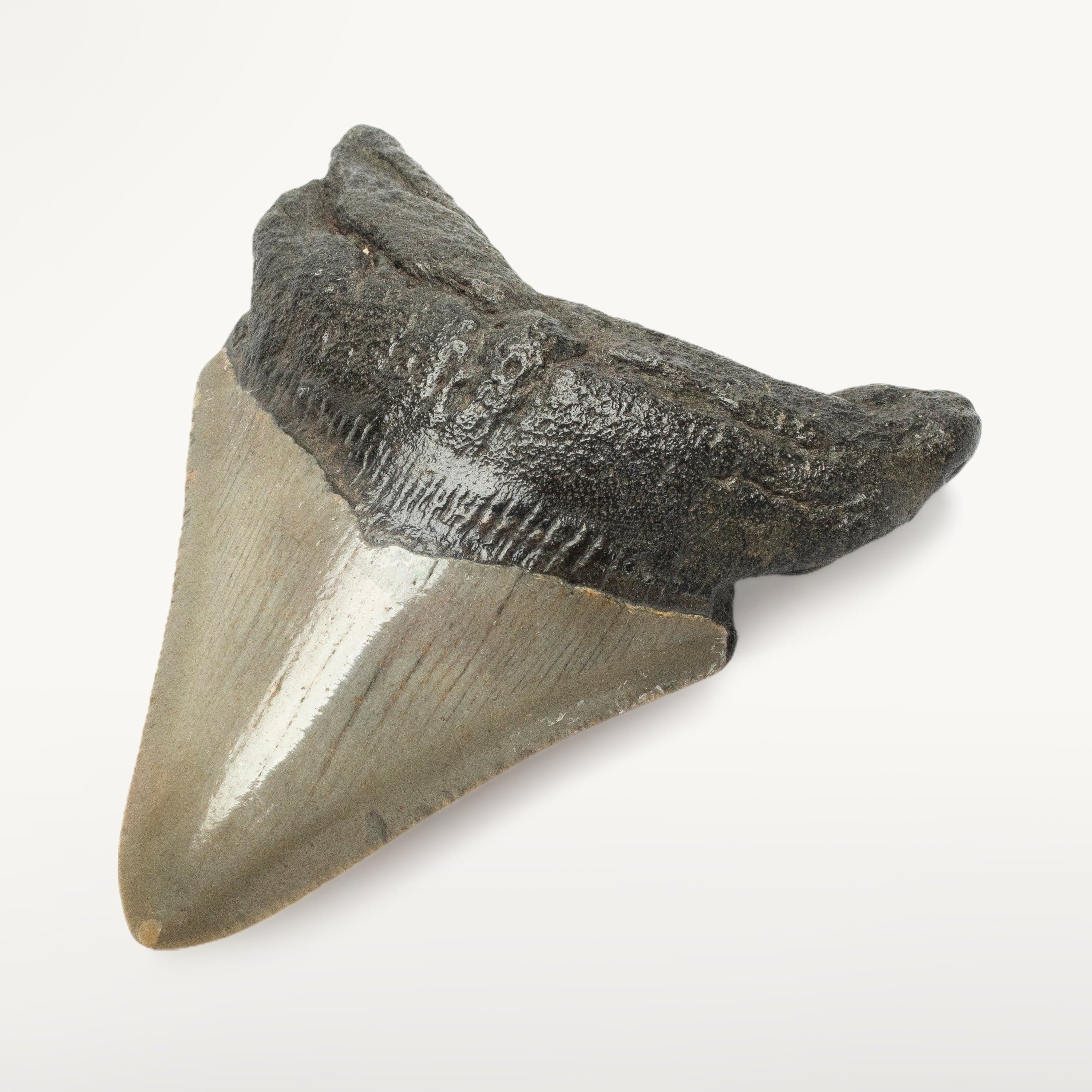 Kalifano Megalodon Teeth Megalodon Tooth from South Carolina - 3.3" ST1000.021