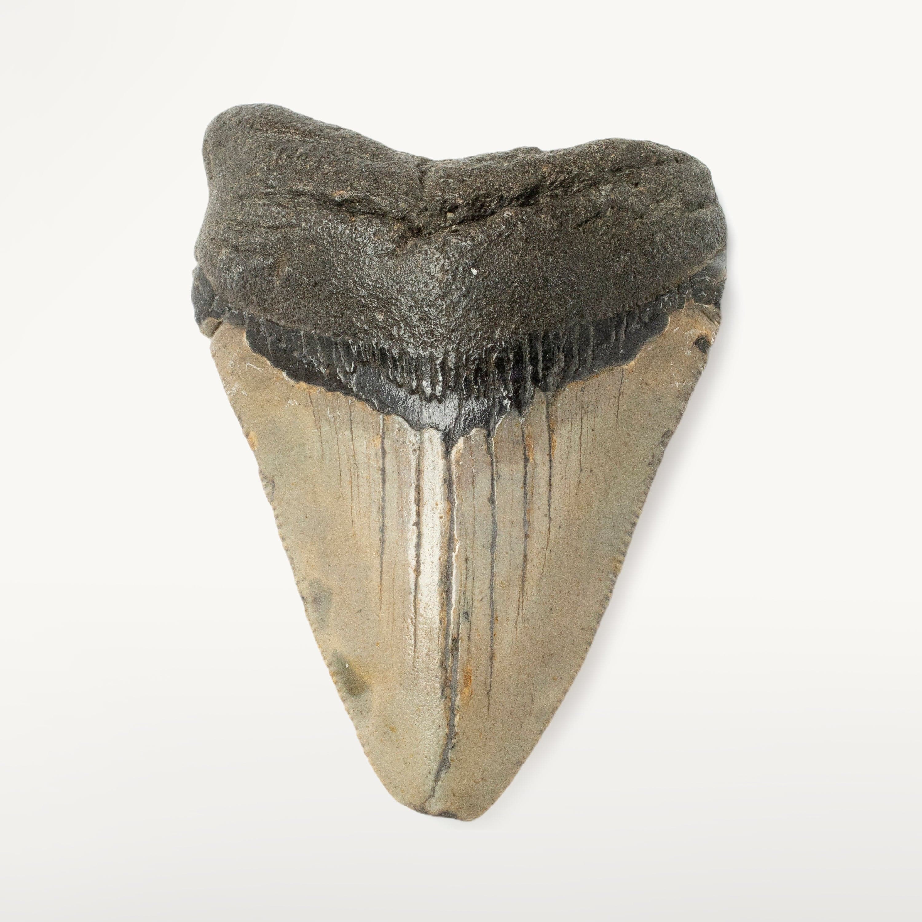 Kalifano Megalodon Teeth Megalodon Tooth from South Carolina - 3.3" ST1000.024