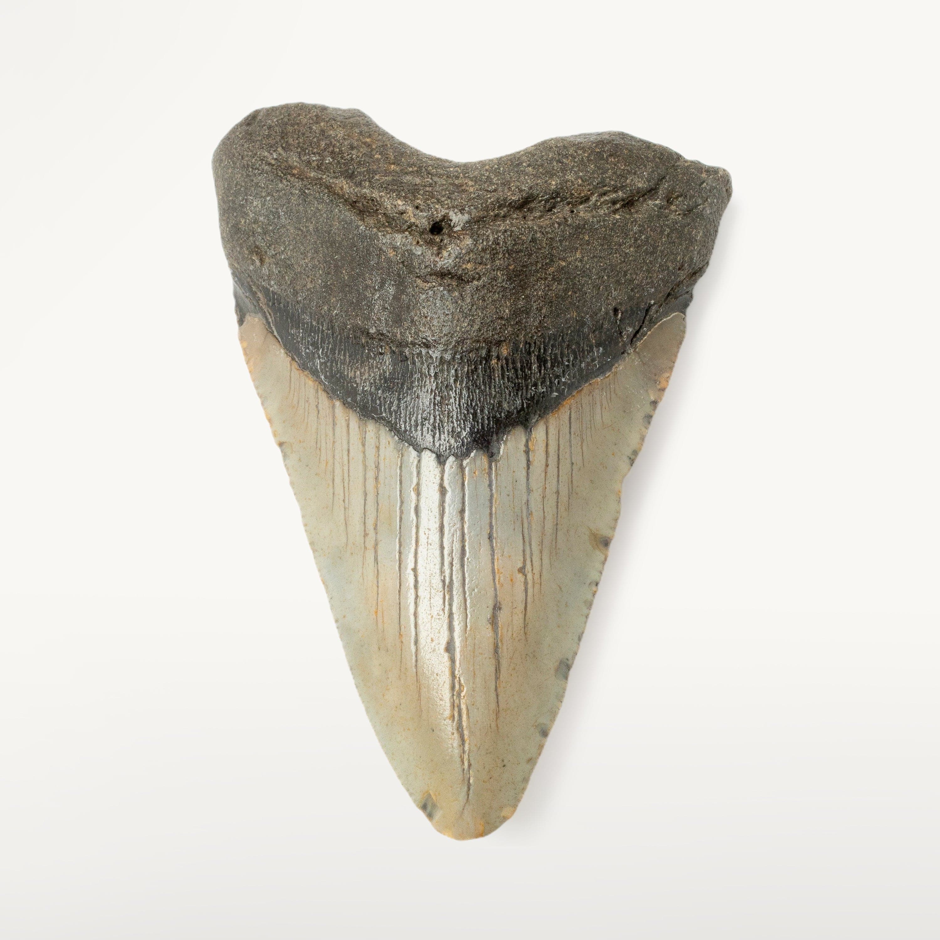 Kalifano Megalodon Teeth Megalodon Tooth from South Carolina - 3.3" ST1000.032