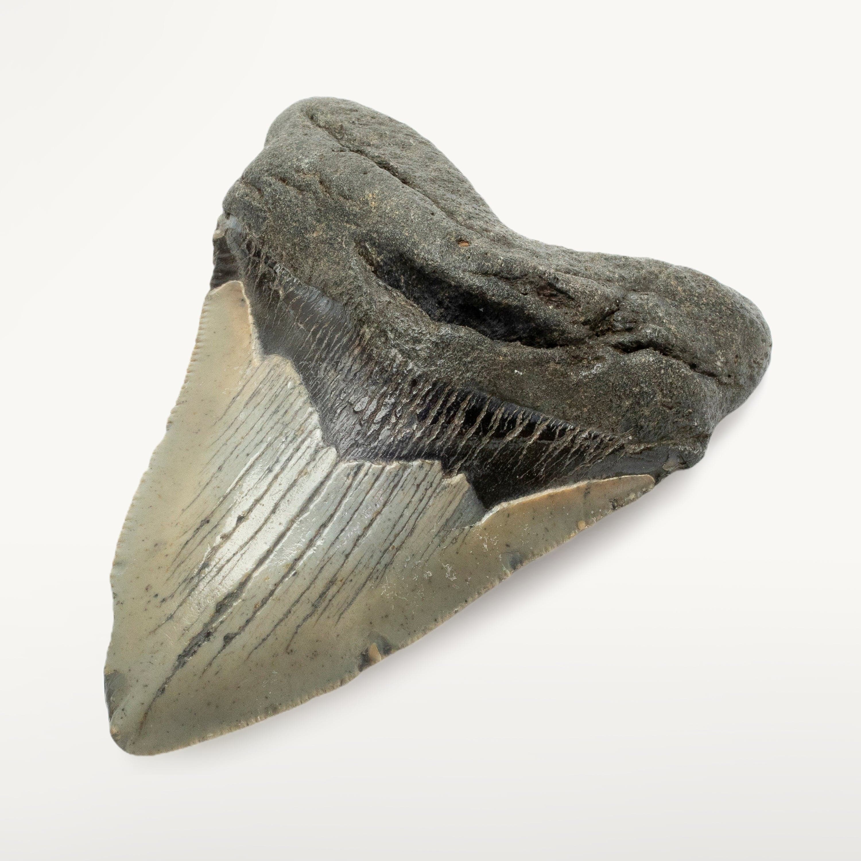 Kalifano Megalodon Teeth Megalodon Tooth from South Carolina - 3.3" ST1000.033
