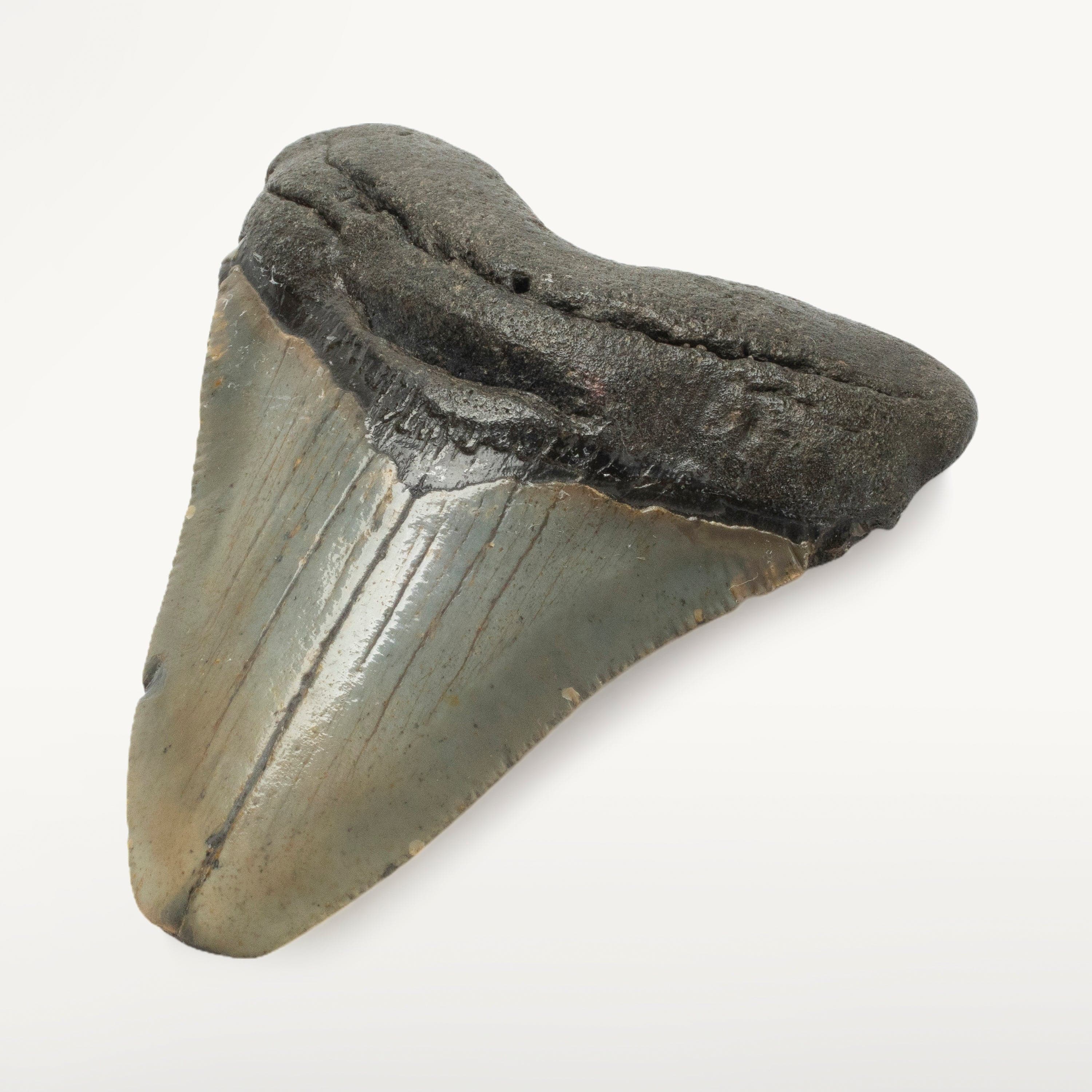 Kalifano Megalodon Teeth Megalodon Tooth from South Carolina - 3.3" ST1000.034
