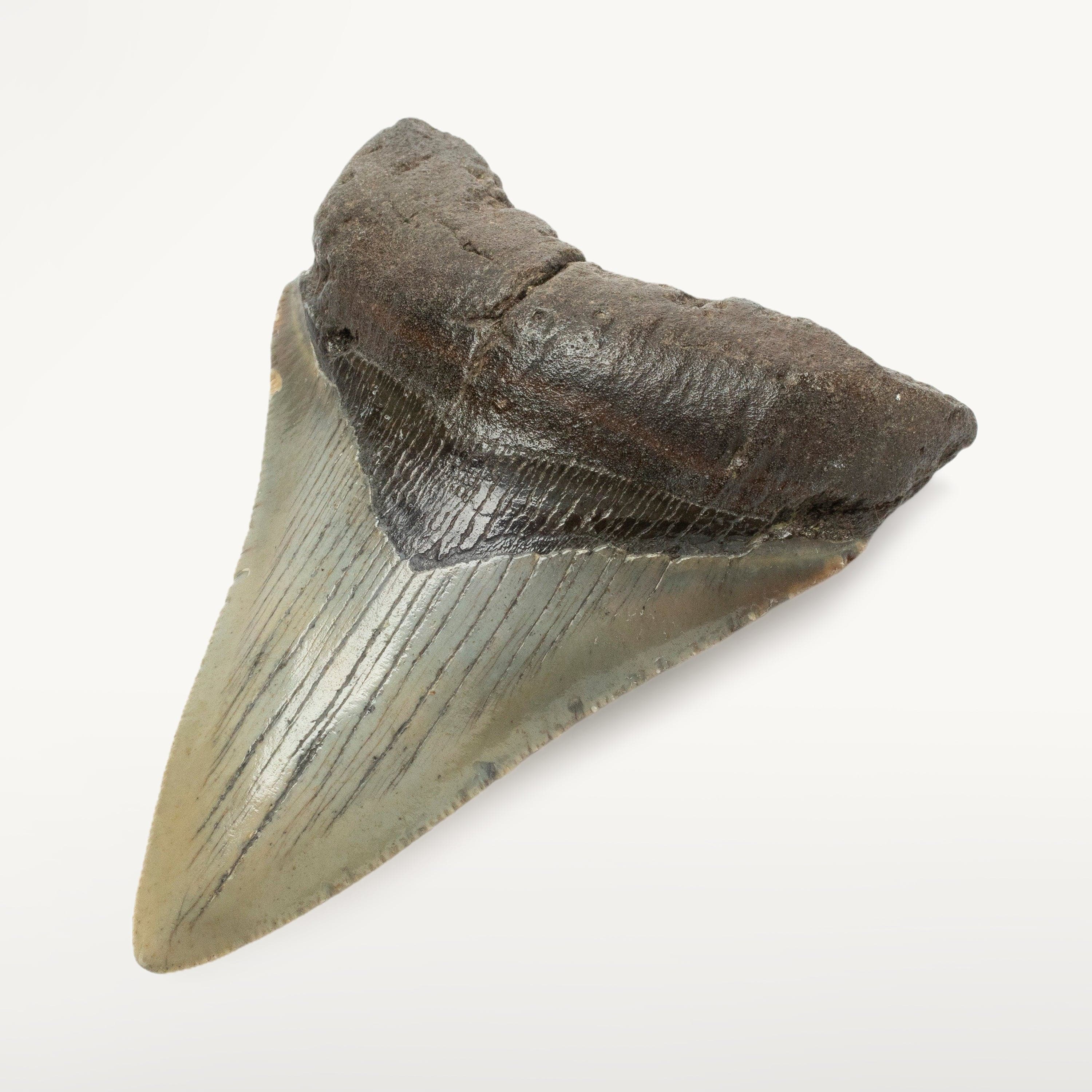 Kalifano Megalodon Teeth Megalodon Tooth from South Carolina - 3.4" ST1400.031