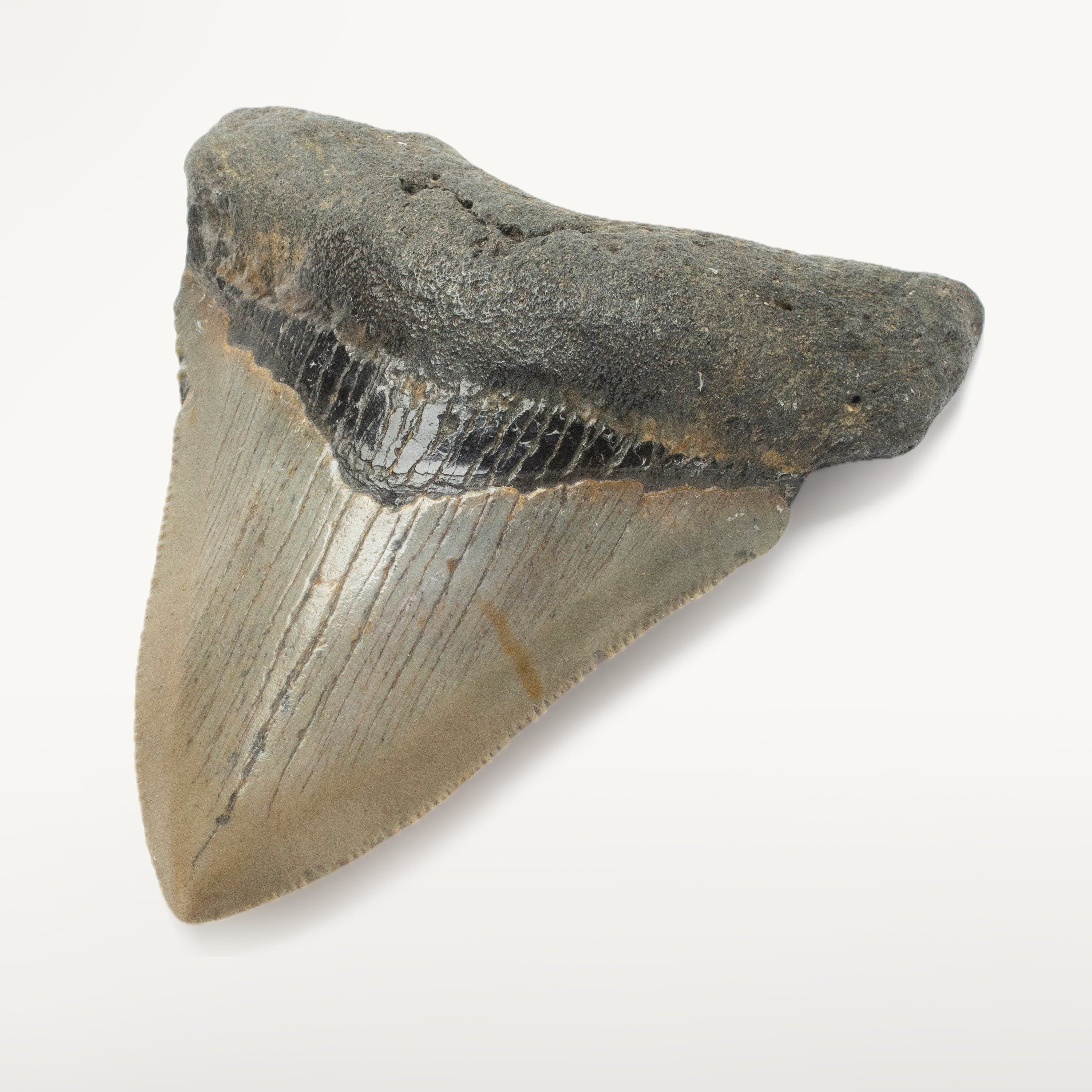 Kalifano Megalodon Teeth Megalodon Tooth from South Carolina - 3.4" ST1400.038