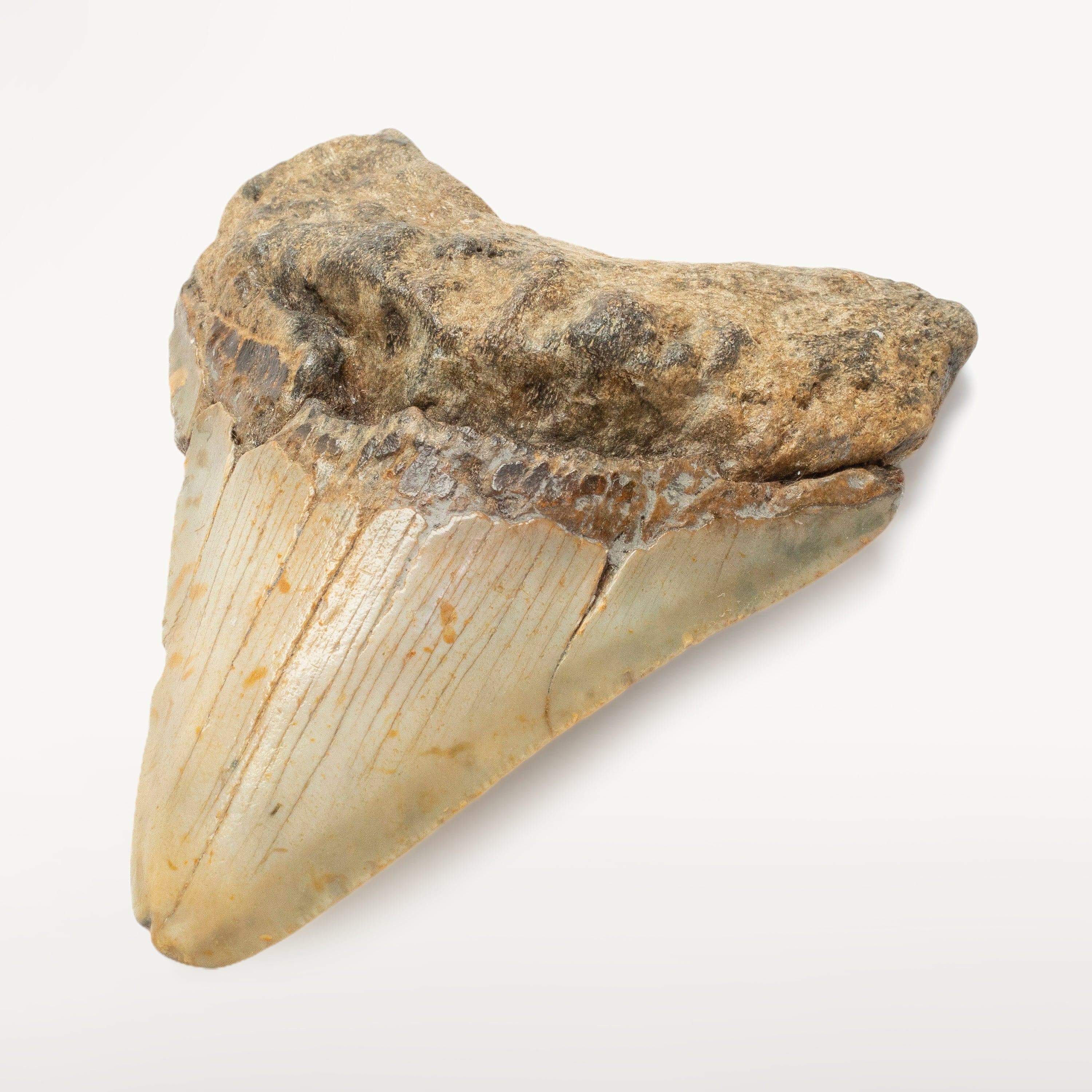 Kalifano Megalodon Teeth Megalodon Tooth from South Carolina - 3.4" ST1400.039