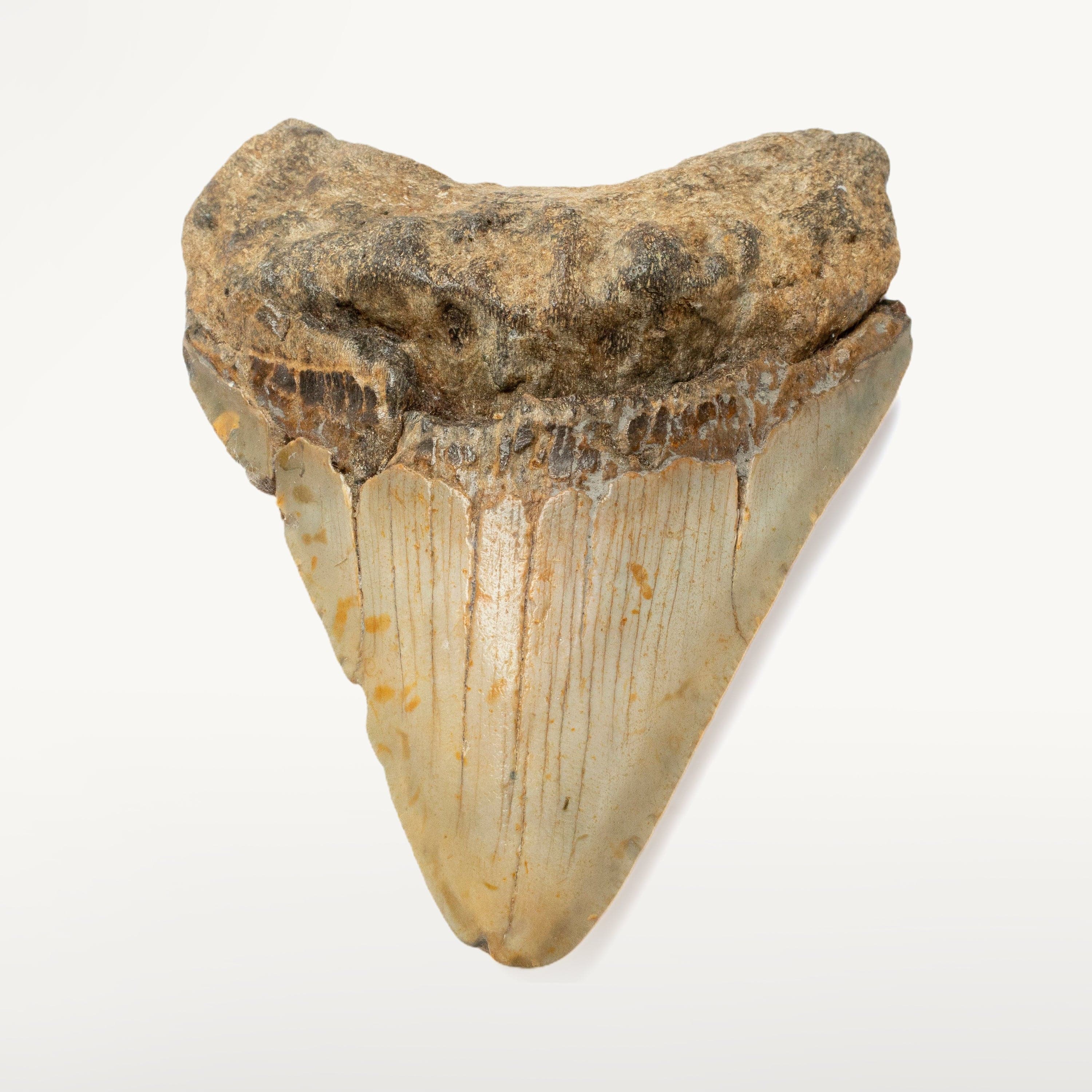 Kalifano Megalodon Teeth Megalodon Tooth from South Carolina - 3.4" ST1400.039