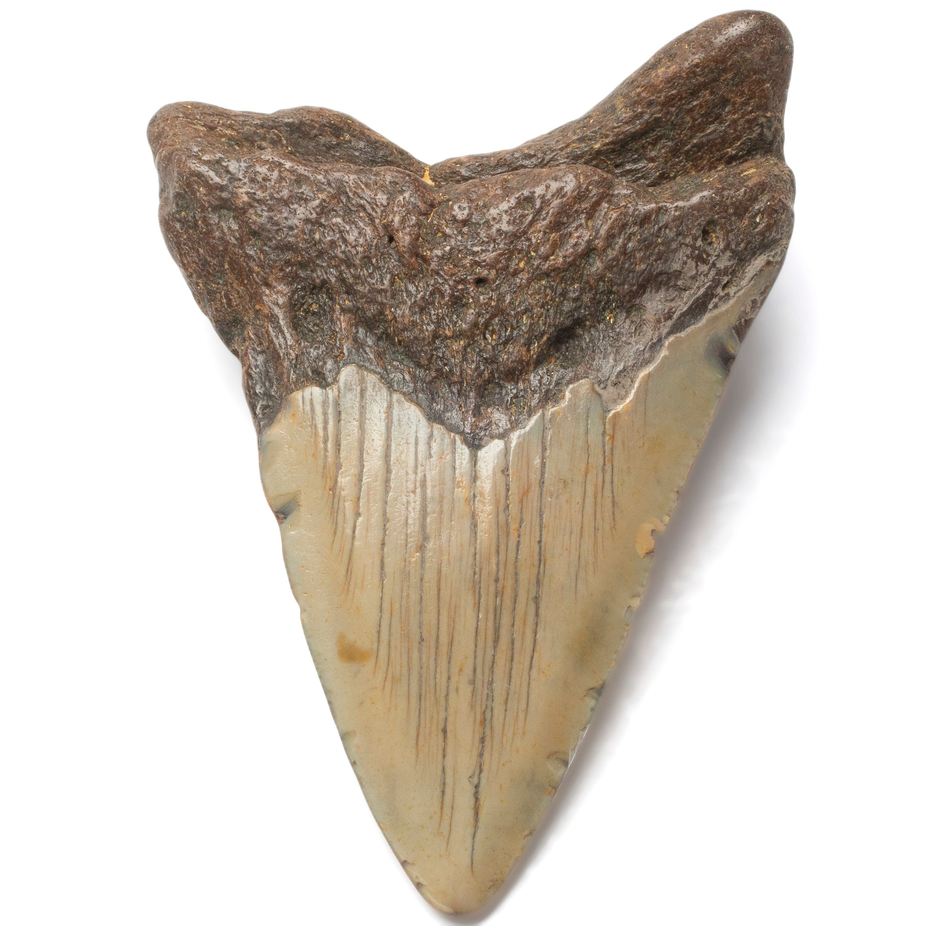Kalifano Megalodon Teeth Megalodon Tooth from South Carolina - 3.4" ST1400.042