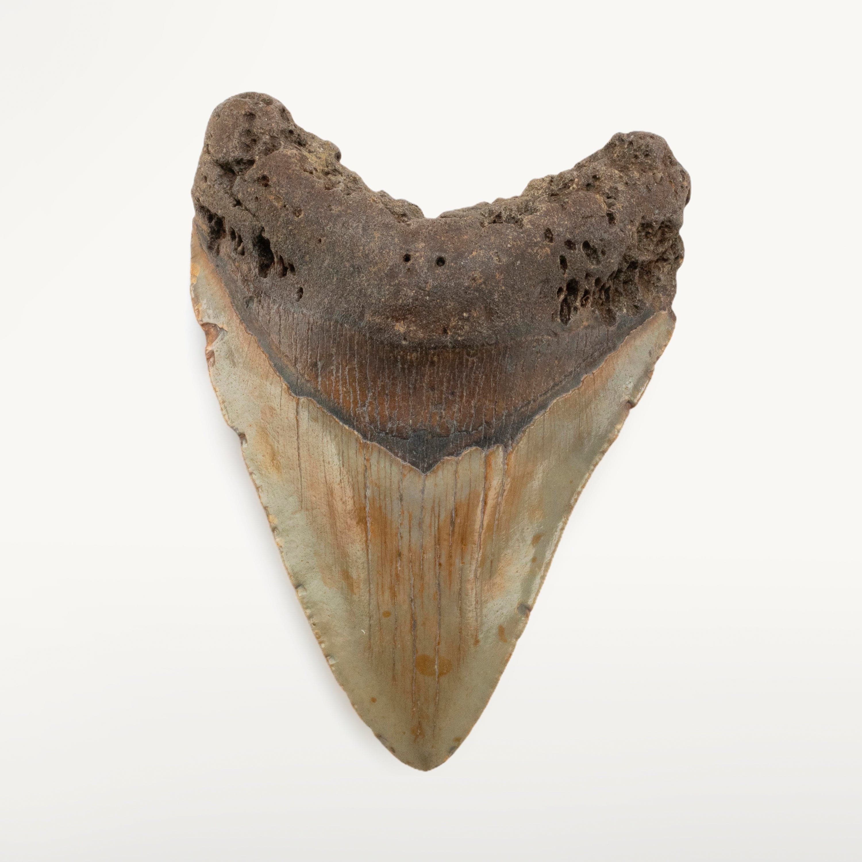 Kalifano Megalodon Teeth Megalodon Tooth from South Carolina - 3.4" ST2000.090