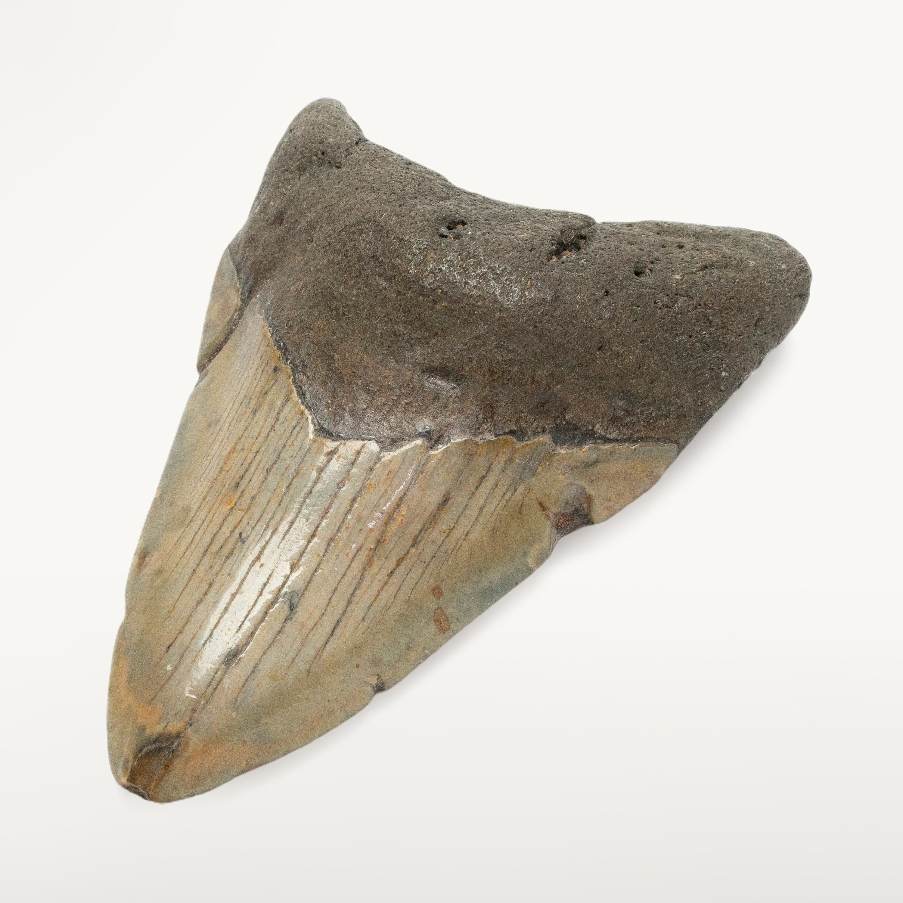 Kalifano Megalodon Teeth Megalodon Tooth from South Carolina - 3.5" ST1400.035