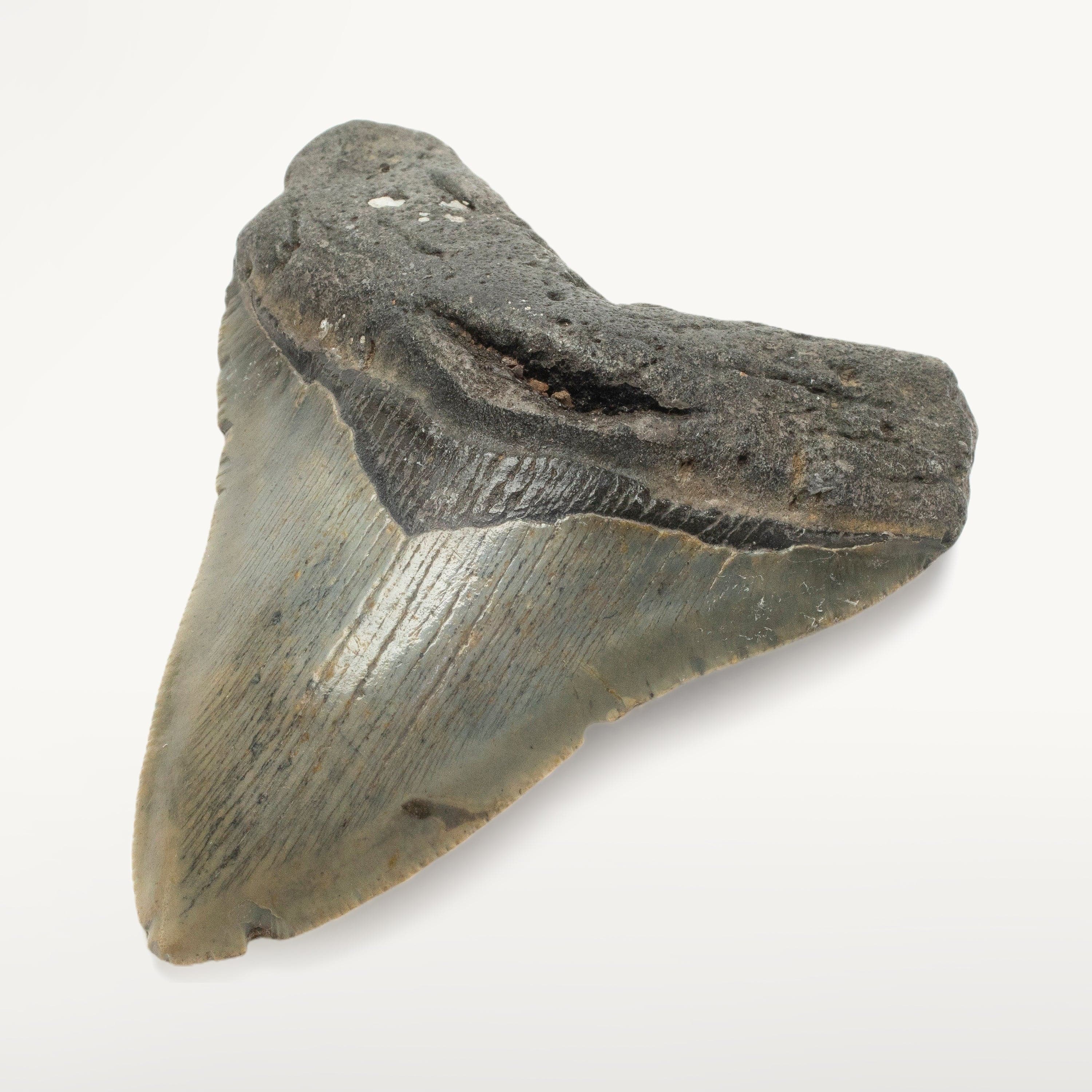 Kalifano Megalodon Teeth Megalodon Tooth from South Carolina - 3.5" ST1400.041